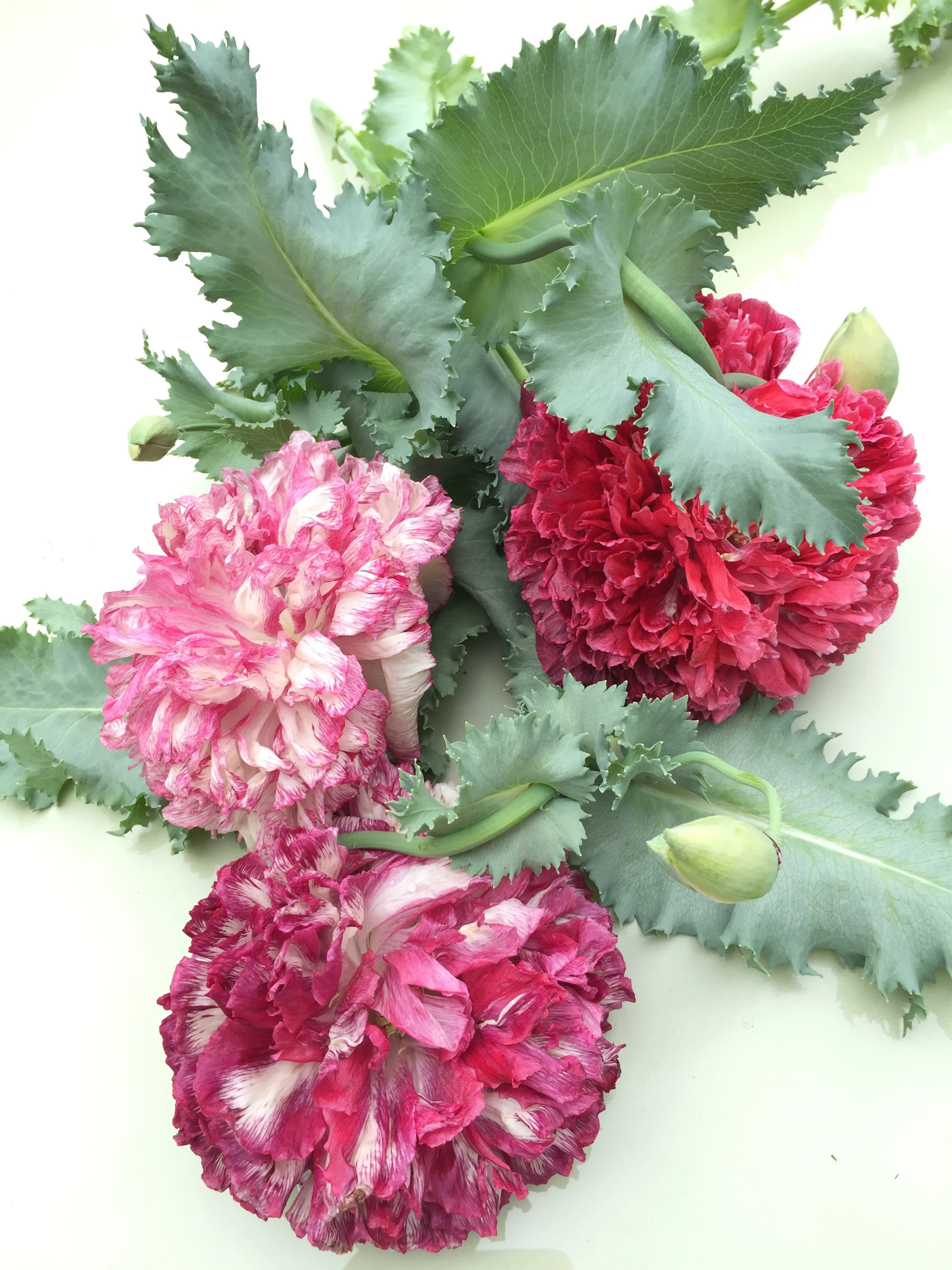 Flemish opium poppies 