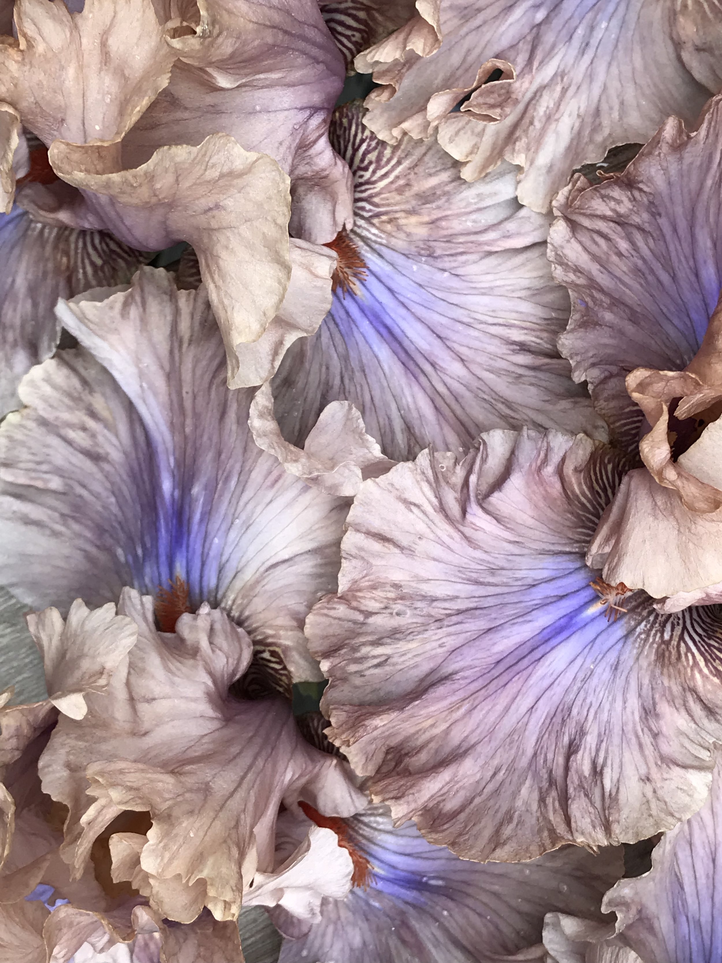 Bearded iris