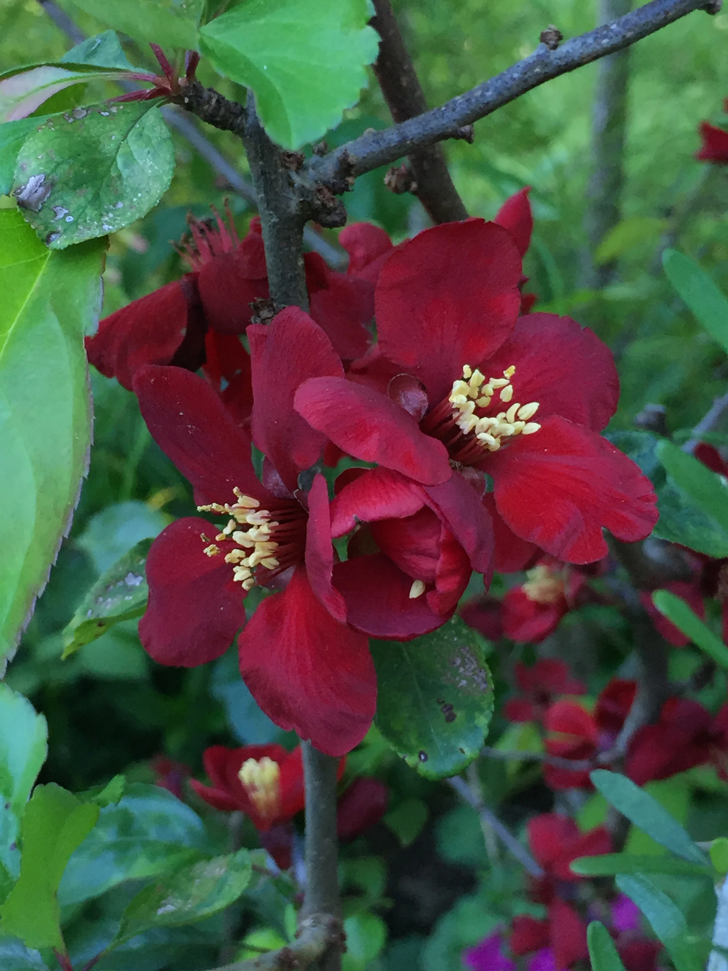 Black red flowering quince