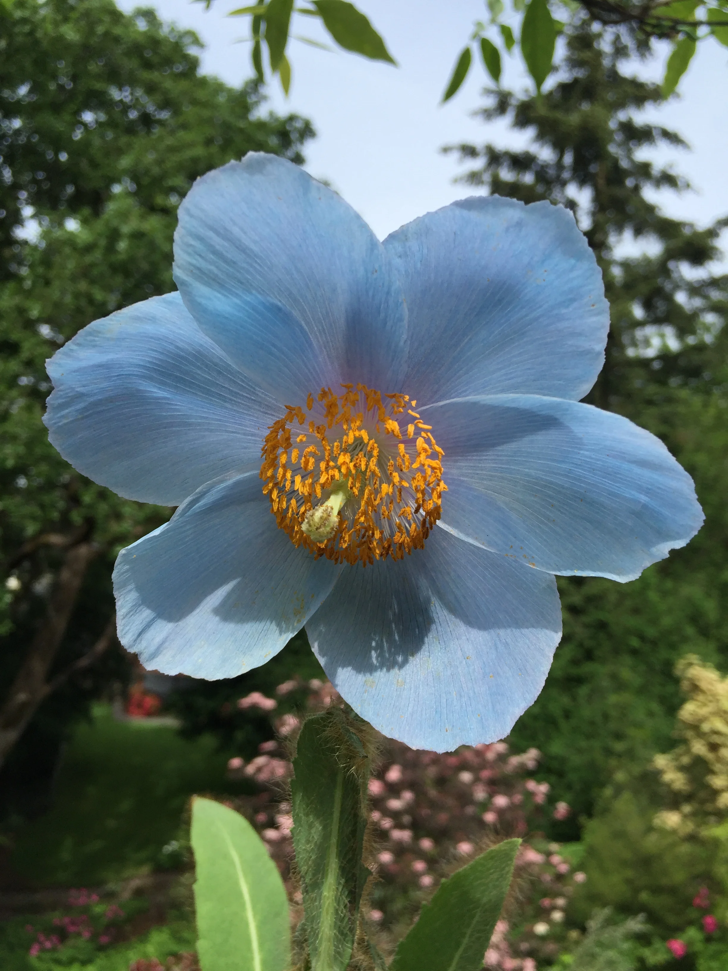 Himalayan Meconopsis