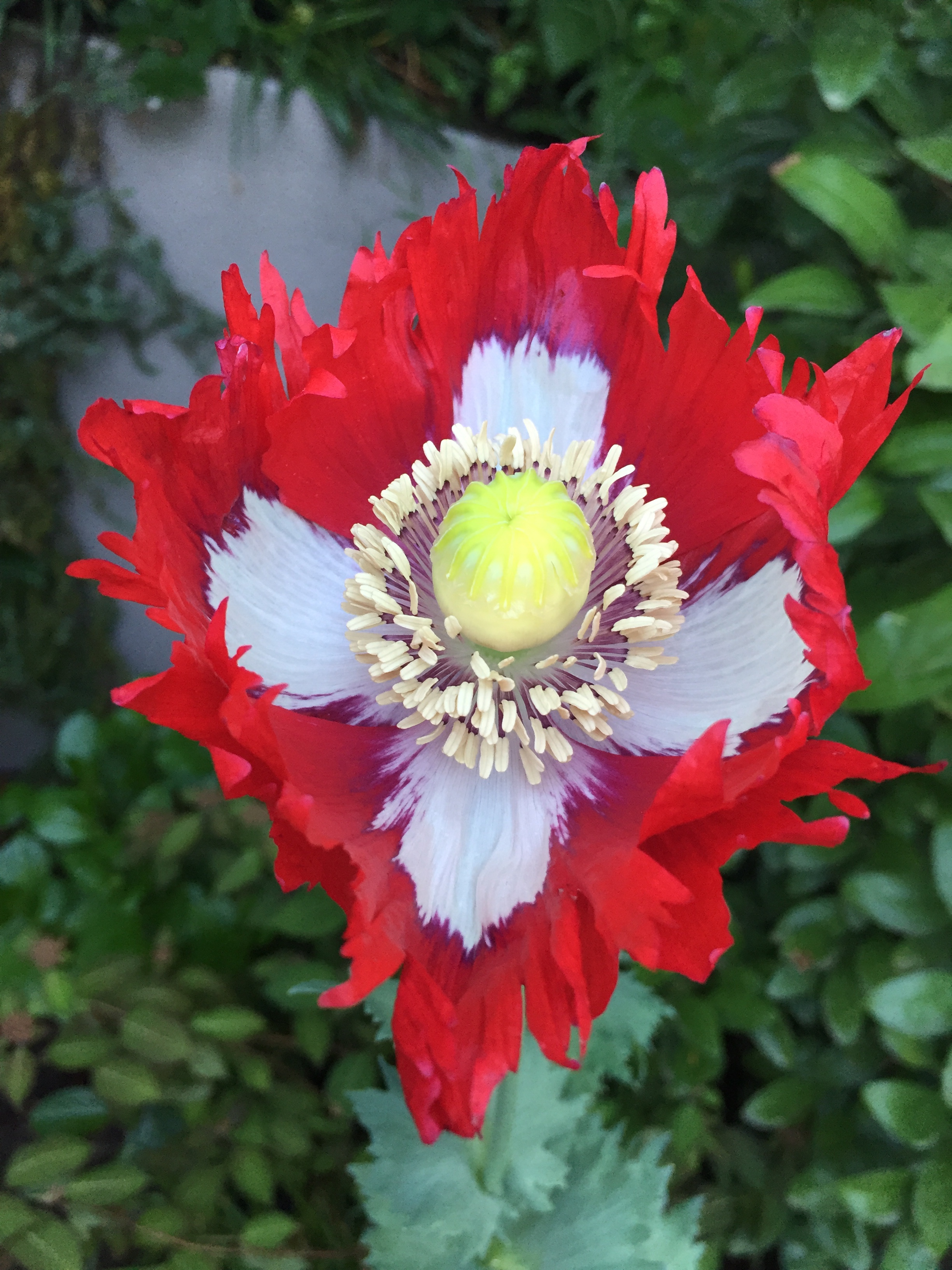 Danish poppy Danebrog