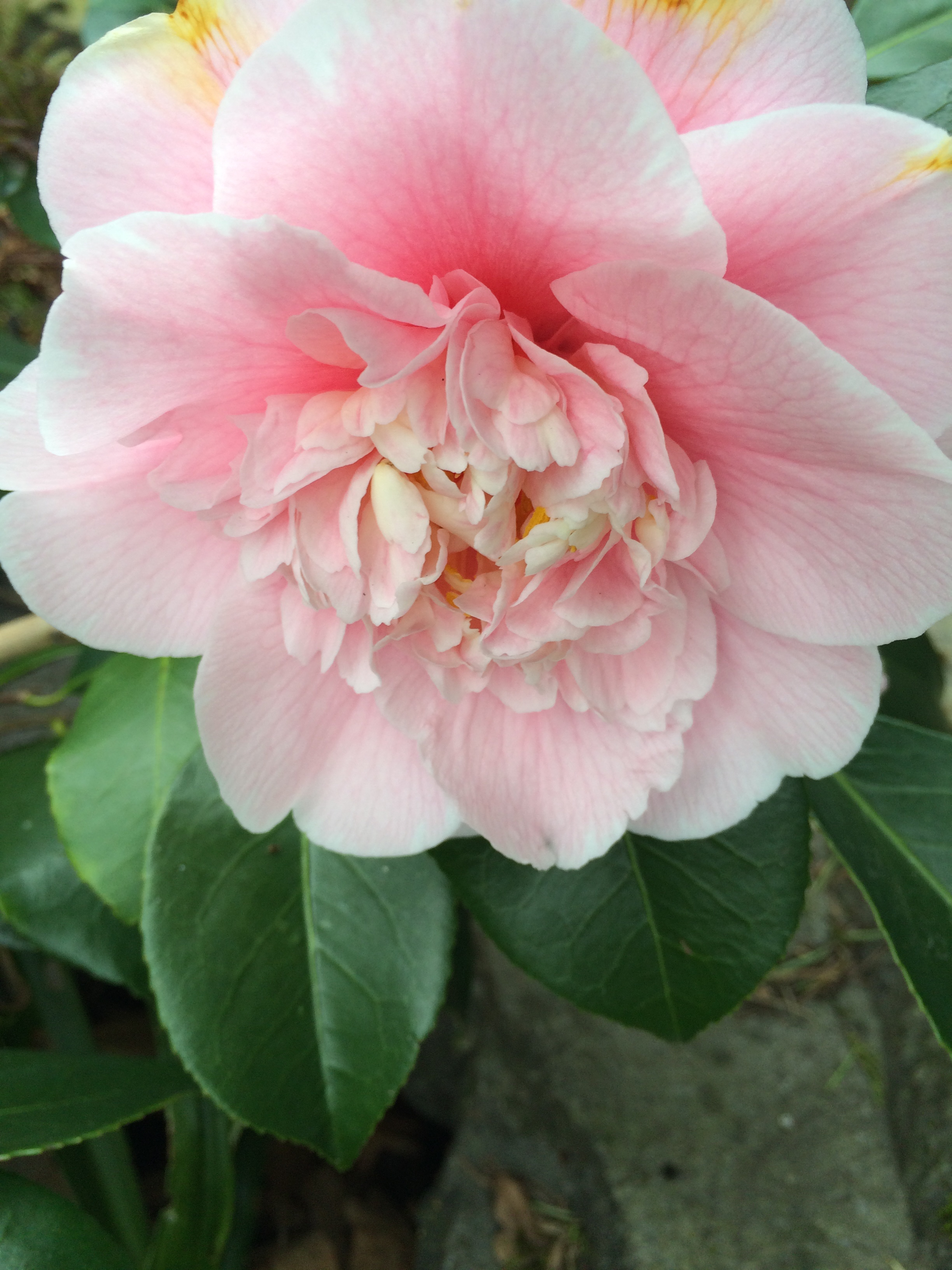 Double camellia