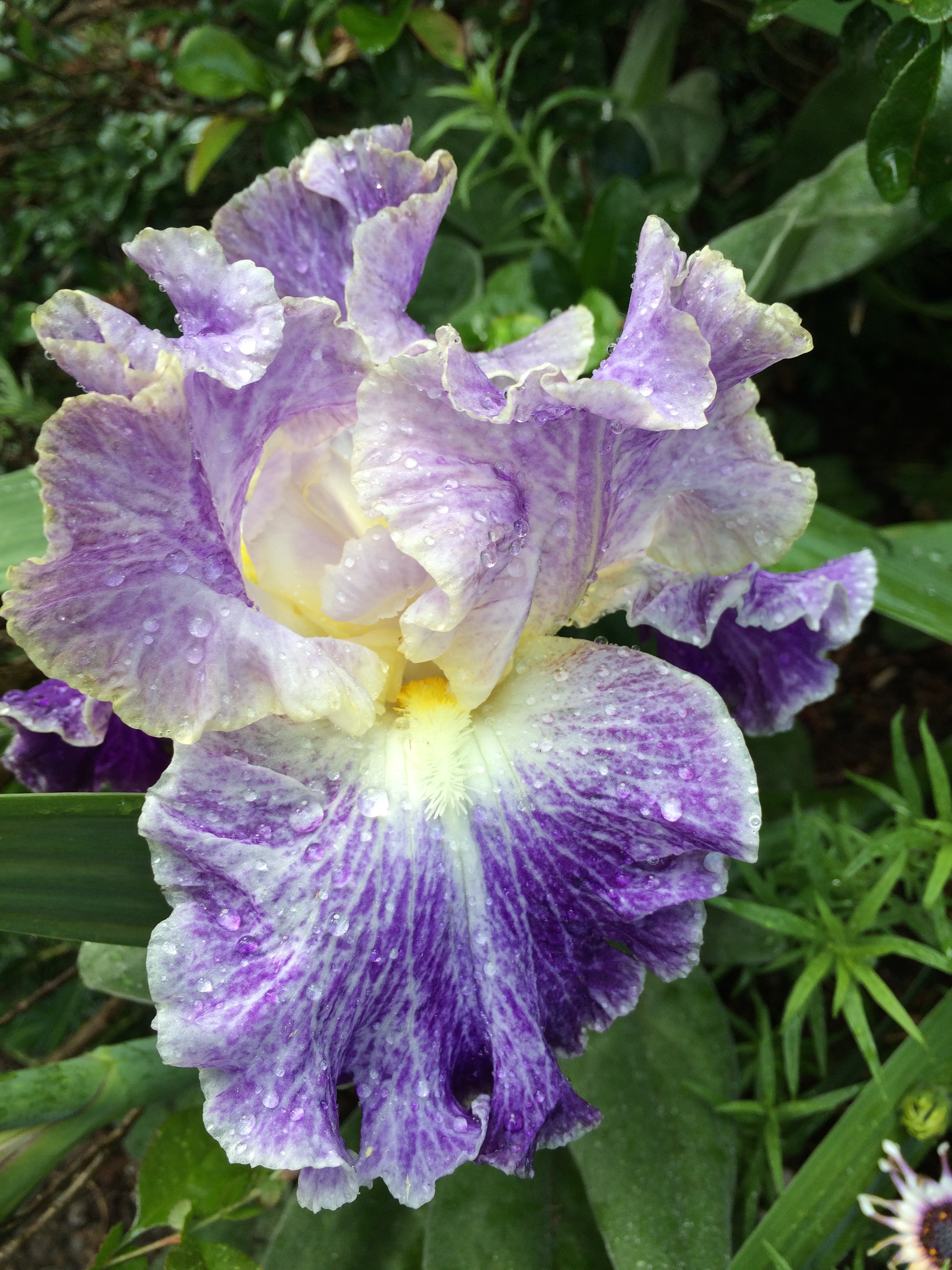 Bearded Iris