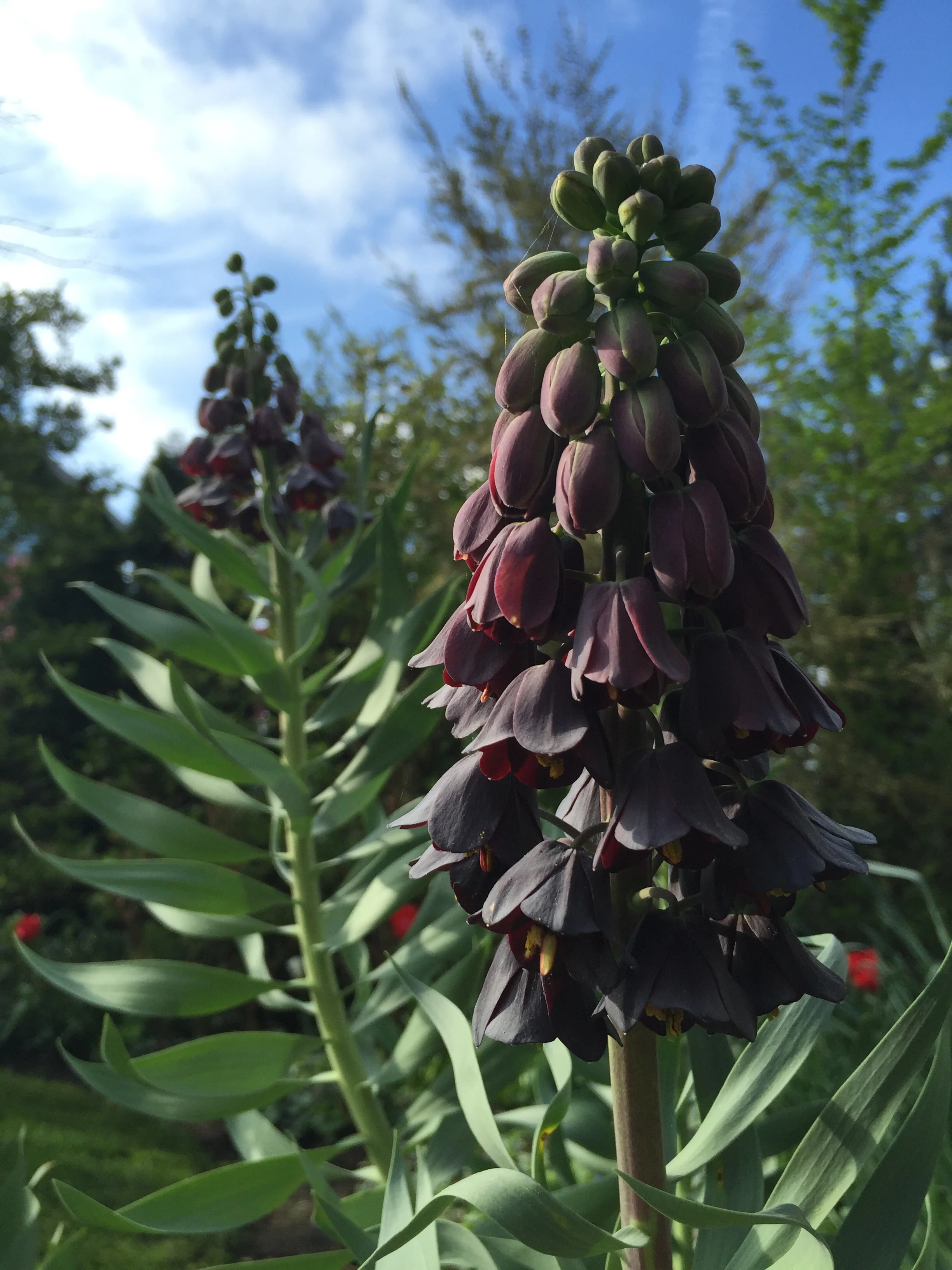 Fritillaria persica