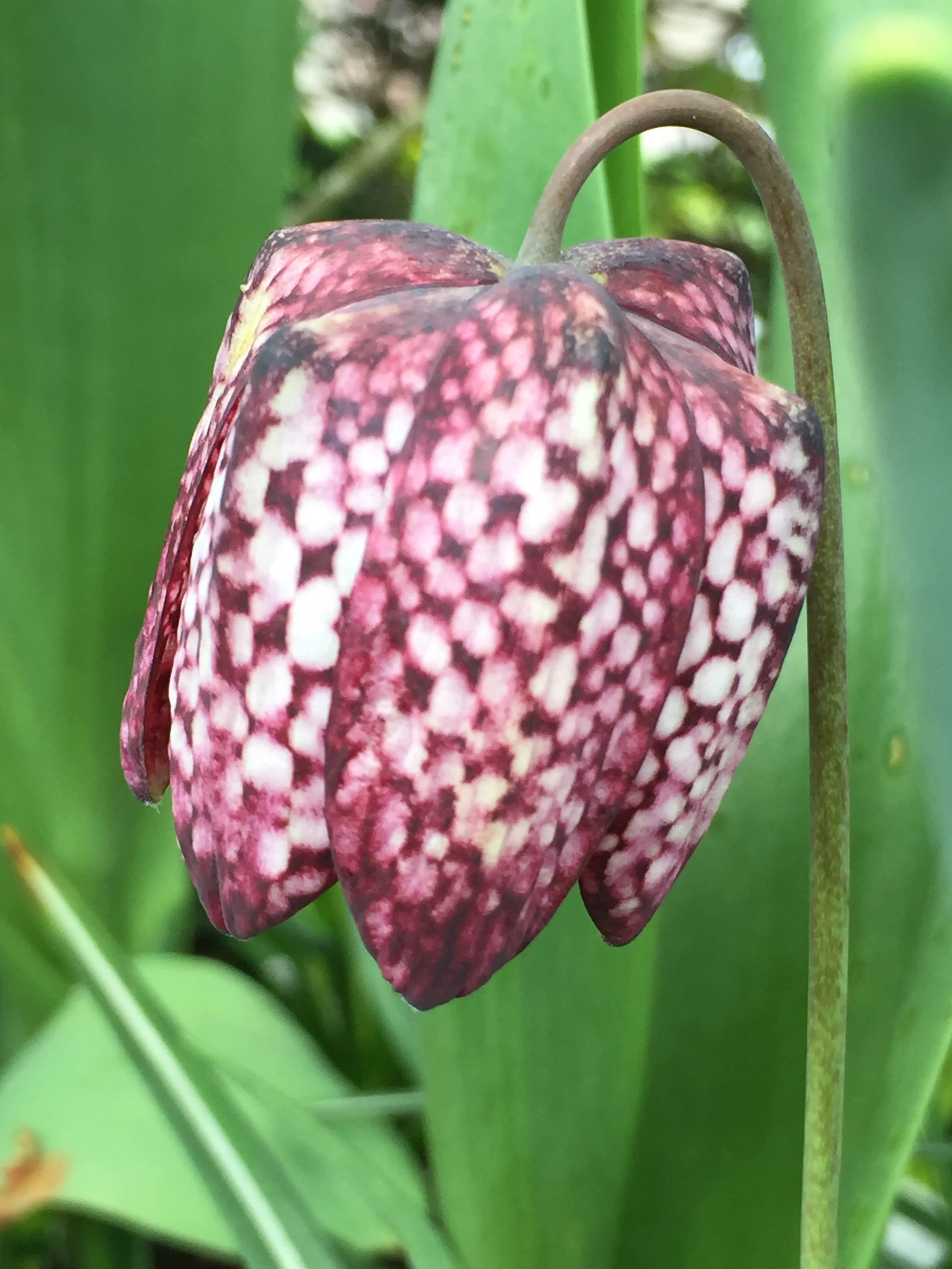 Checkerboard frilliaria