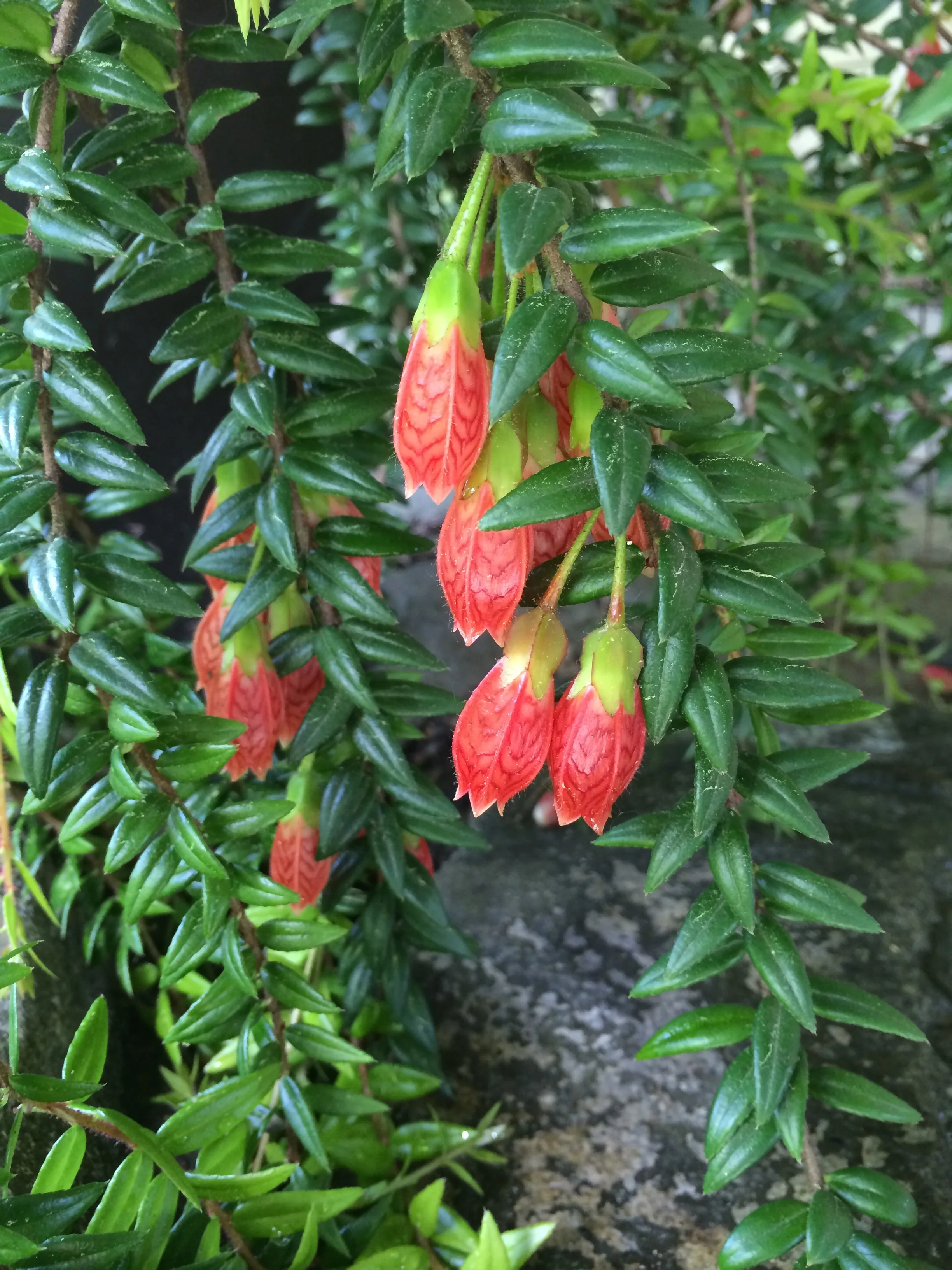 Agapetes serpens