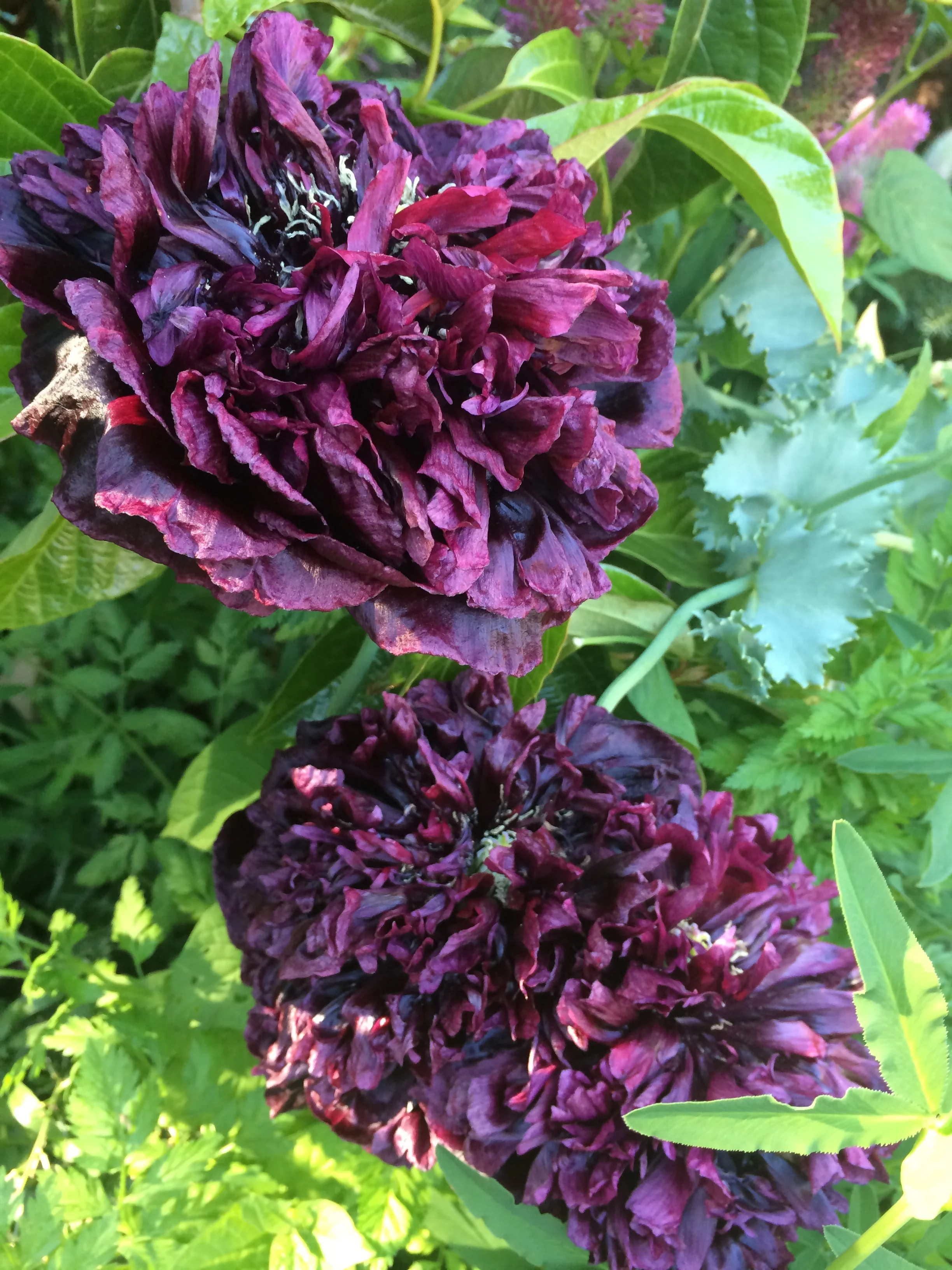 Poppy "Black Peony"