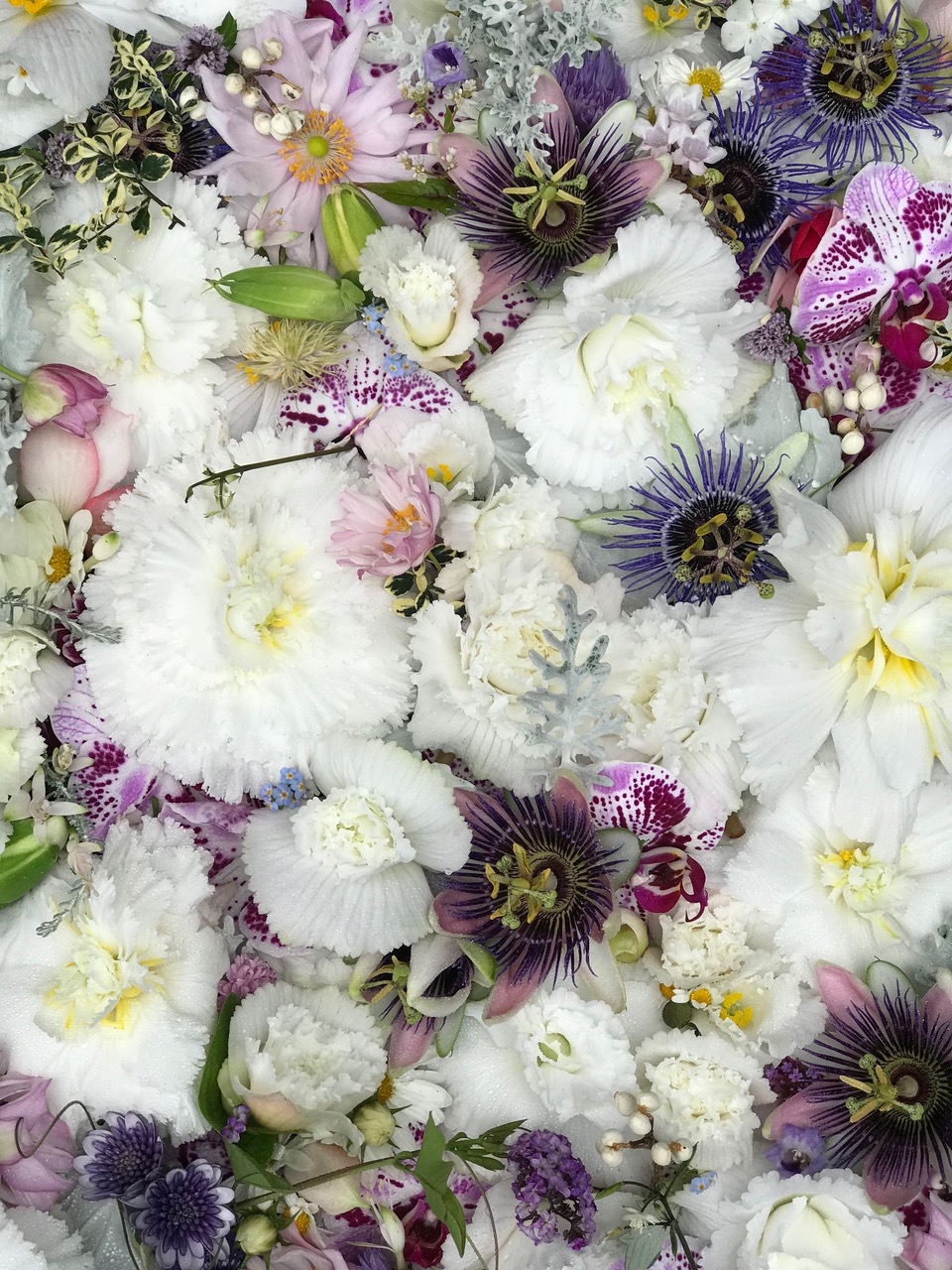 White and purple