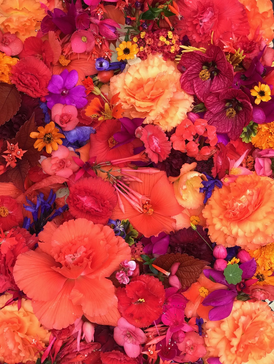 Coral abundance