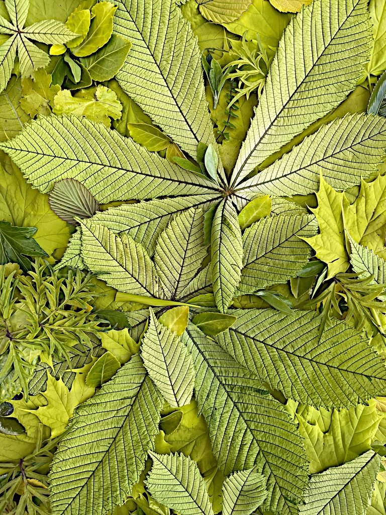 Clearly Chartreuse