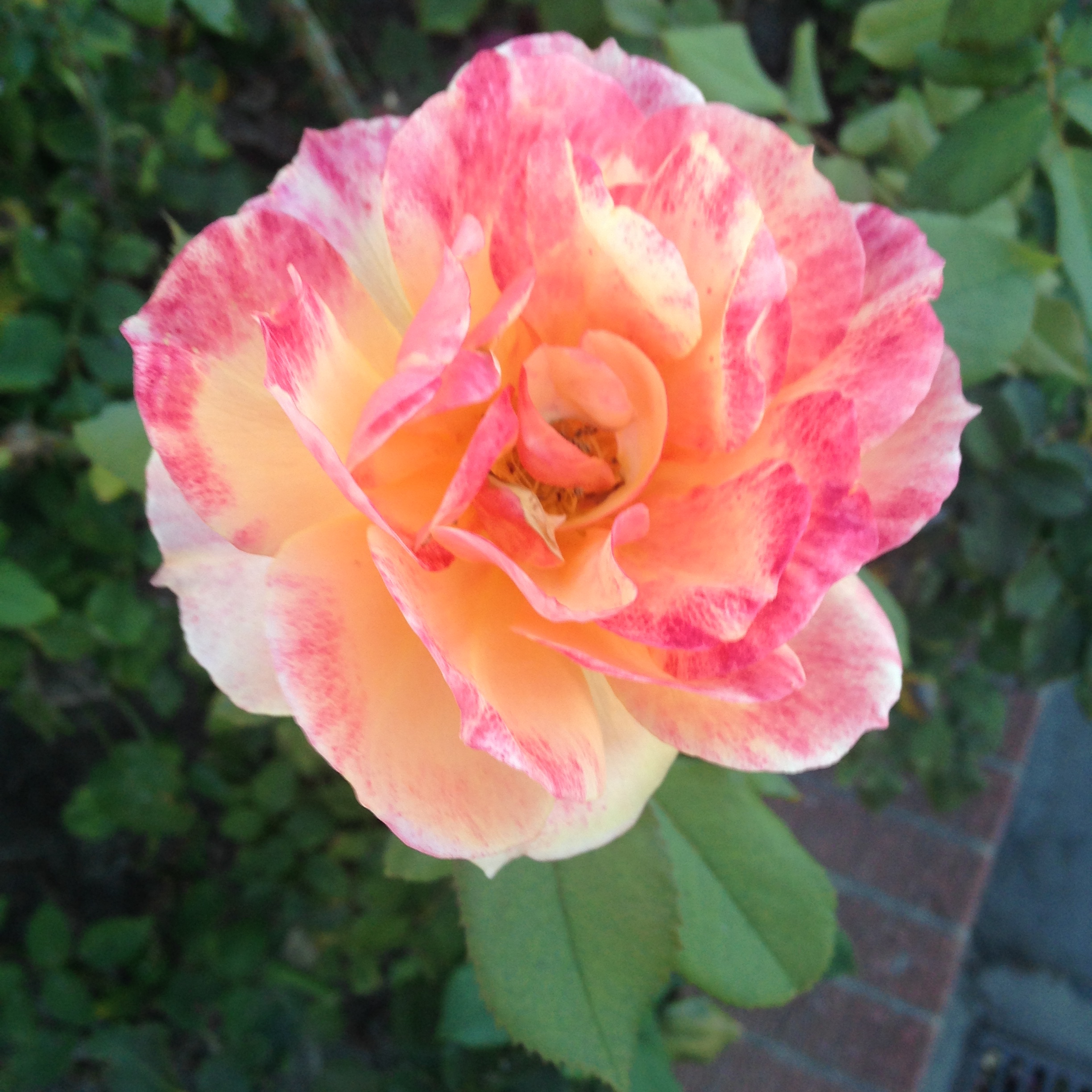 A human being is a part of a whole