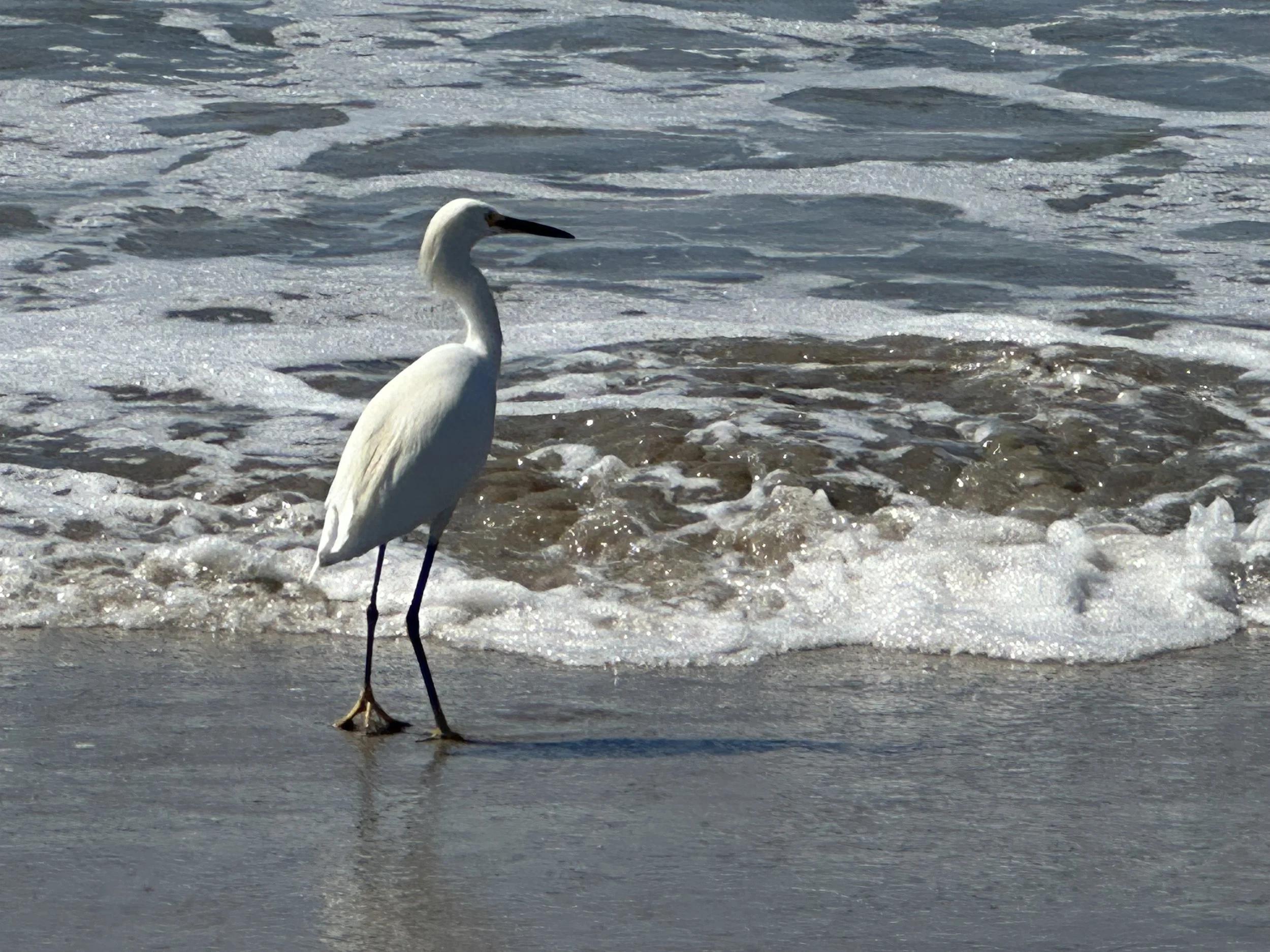 Herrin IMG_6305.jpeg