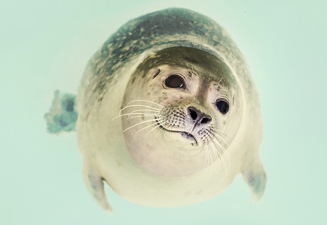 I believe this is actually a seal. Whatever, it's cute and I don't discriminate. 