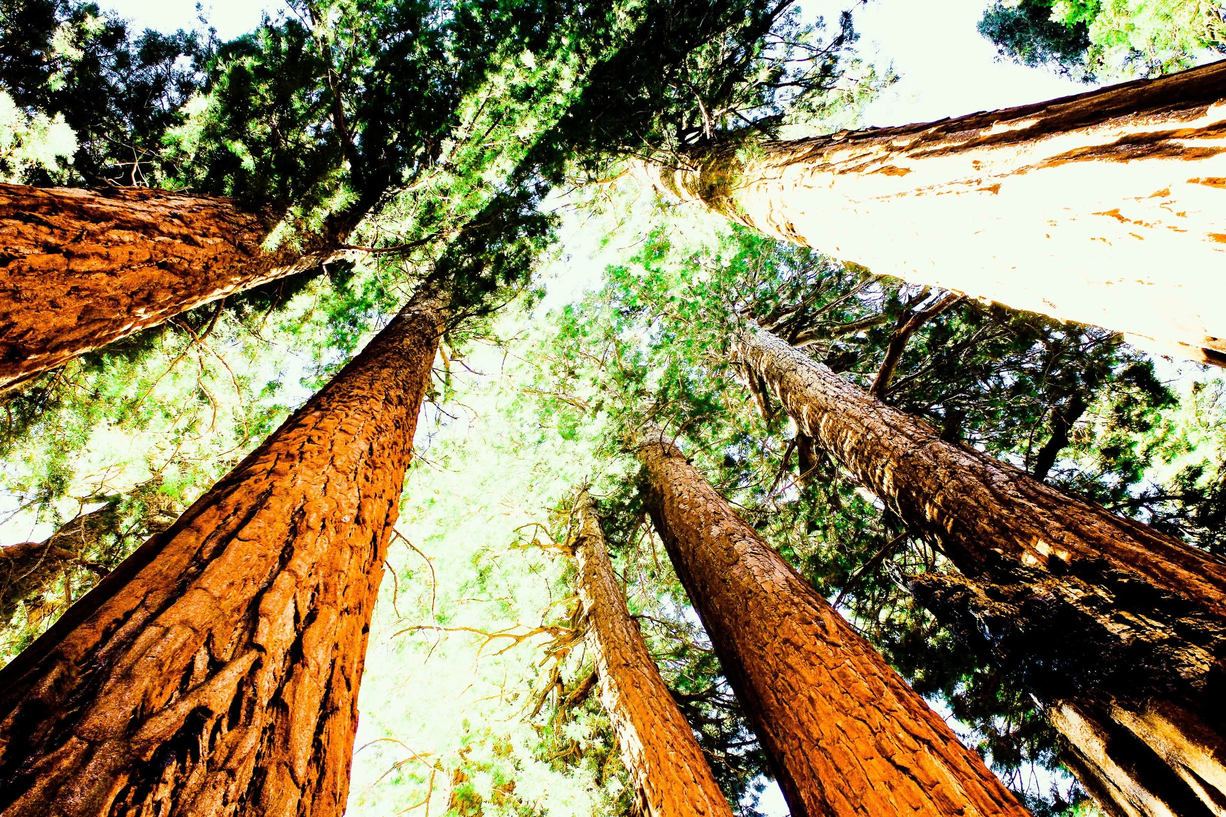 trees from below hdr smallest.jpg