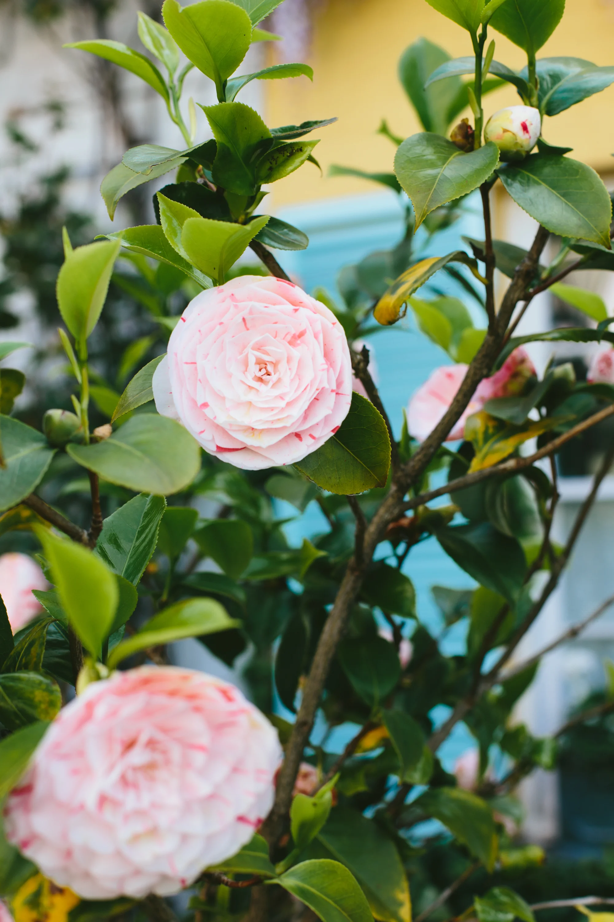 Spring_Morris_Photography_Toronto_London_Spring-1.jpg