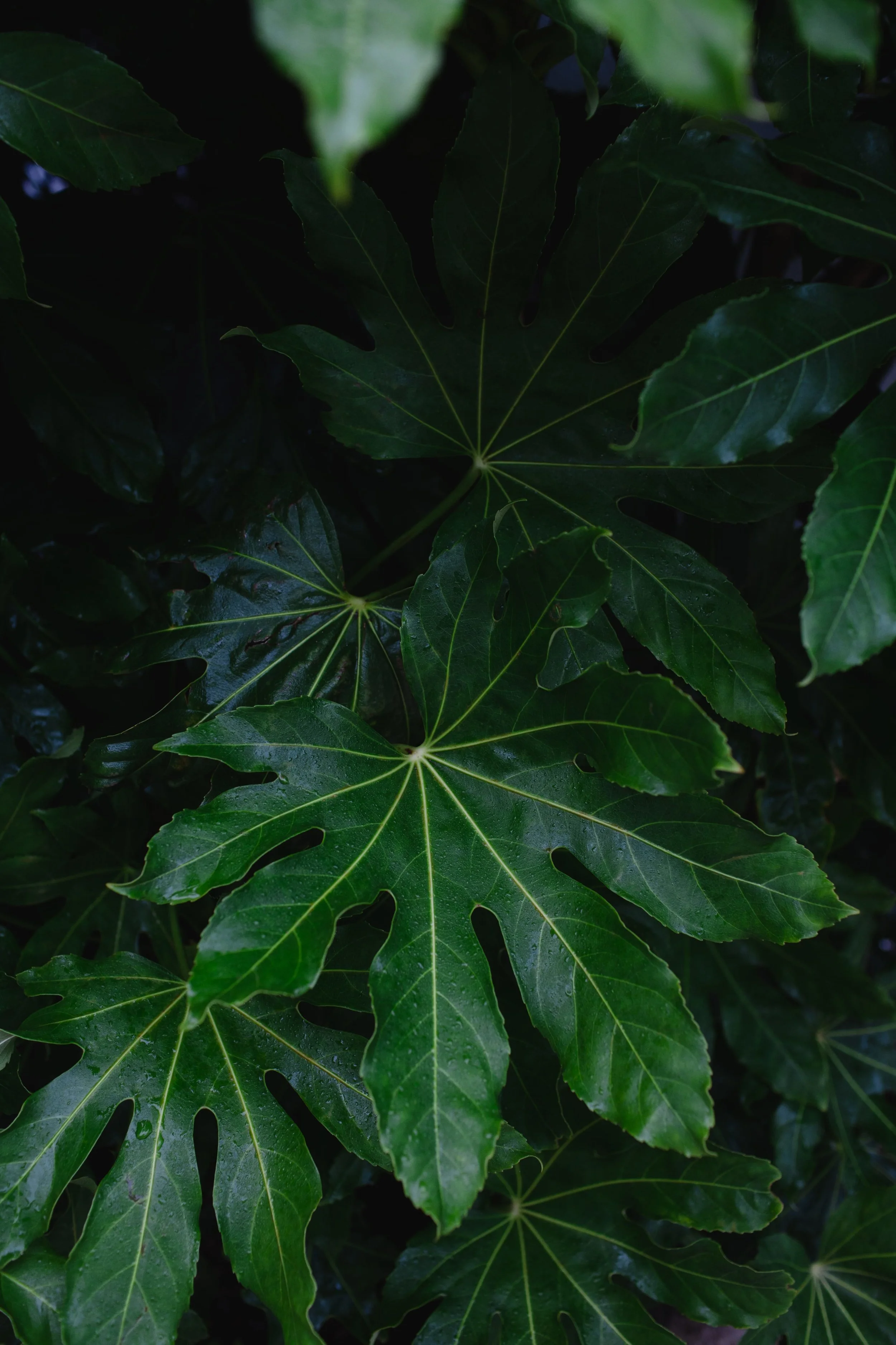 tree-1-5.jpg