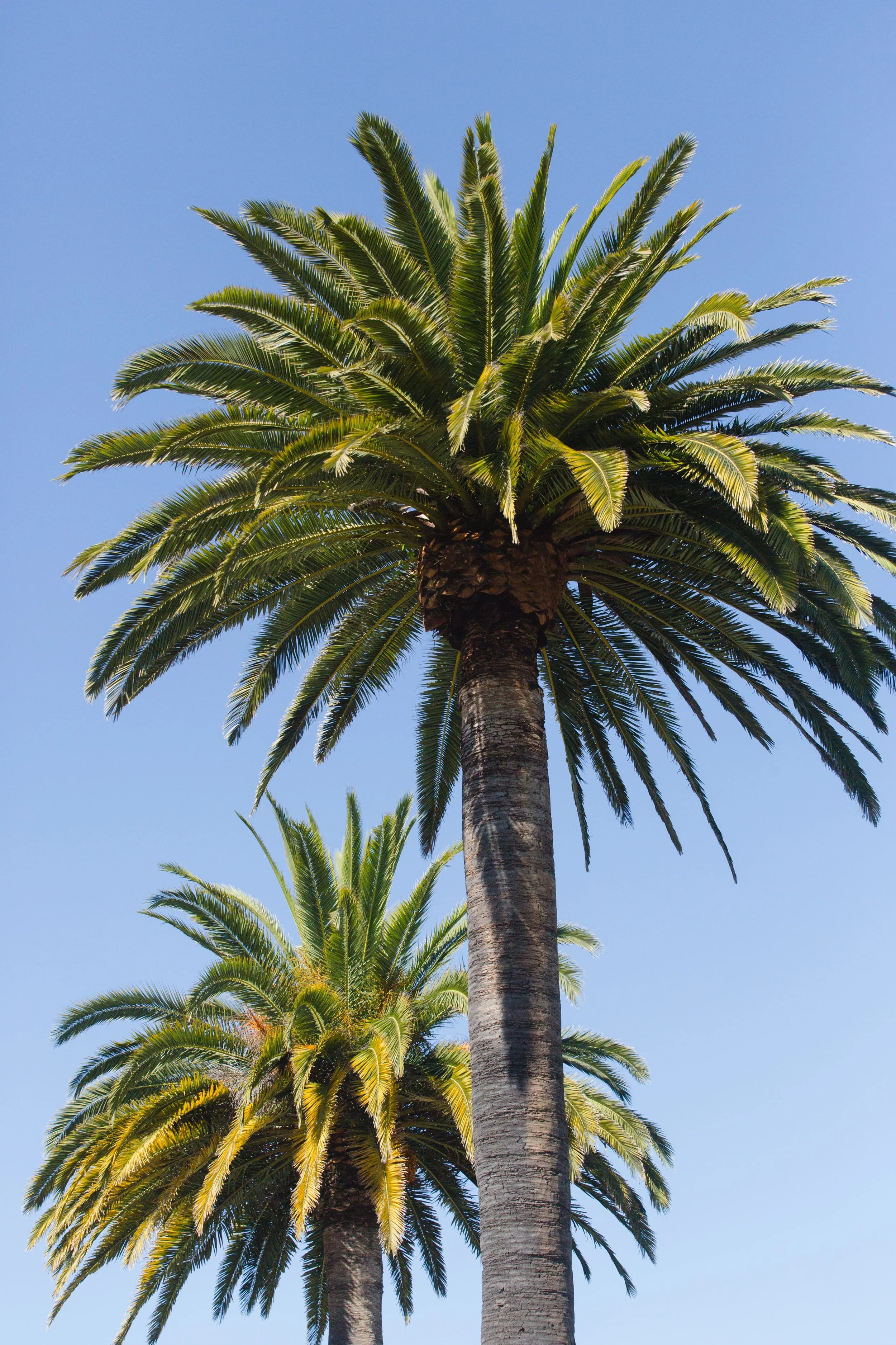 Spring_Morris_Photography_Travel_San_Francisco-1-26.jpg