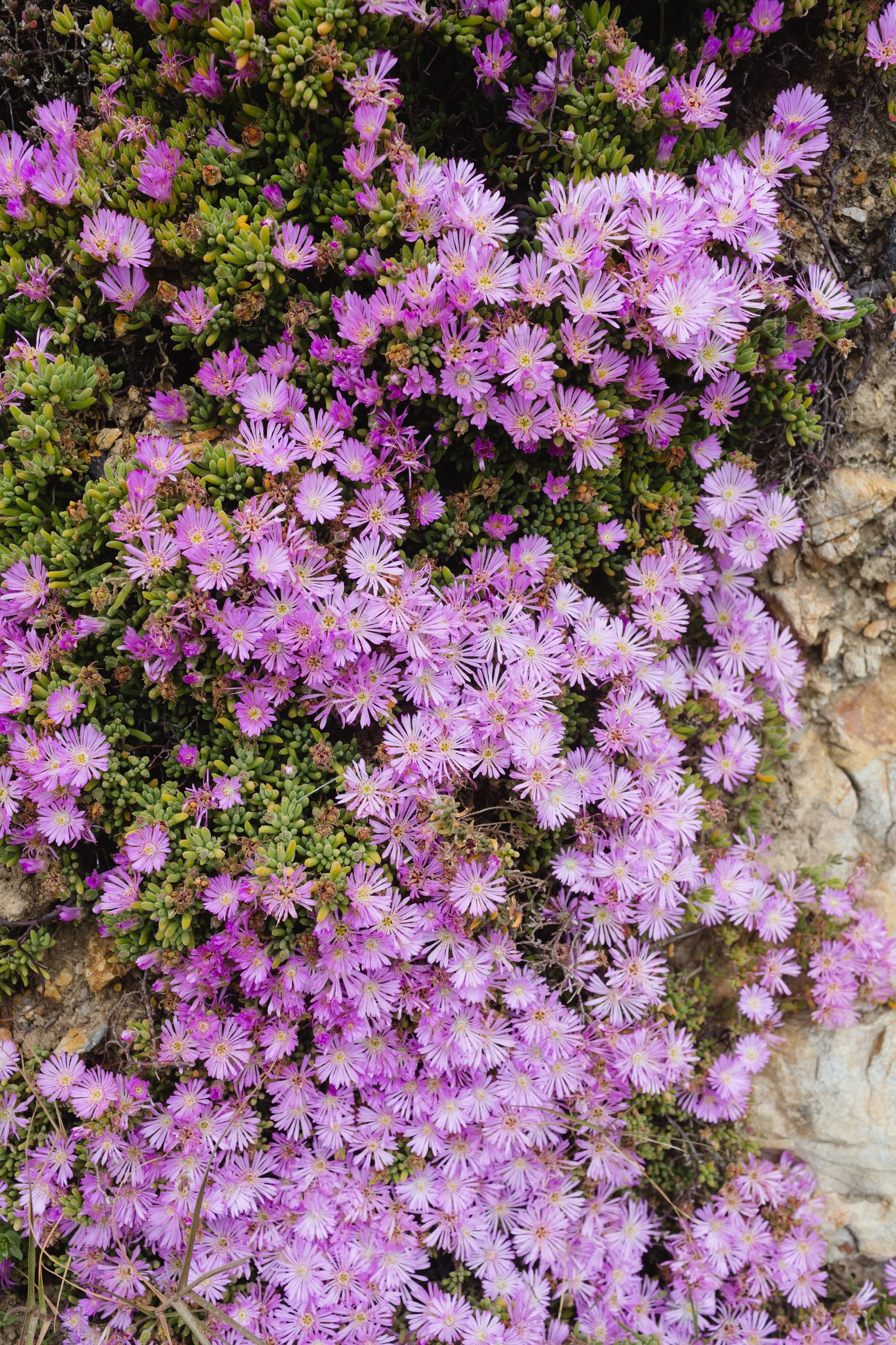 Spring_Morris_Photography_Travel_San_Francisco-1-3.jpg