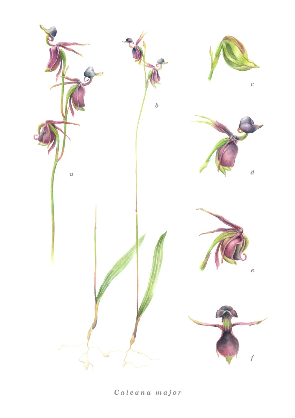 Flying Duck Orchid / watercolour