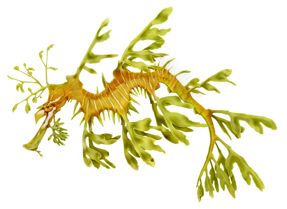 Leafy Sea Dragon / digital