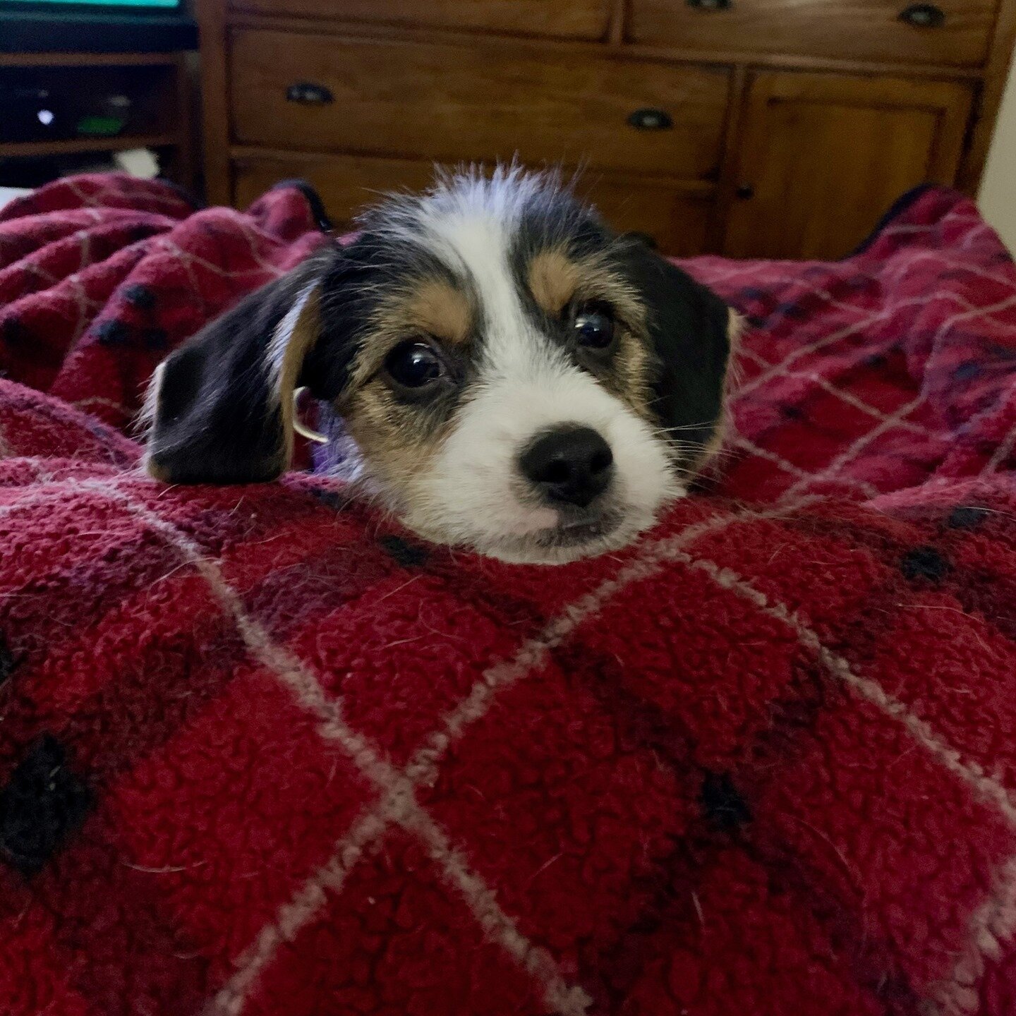 Puppy eyes get me every time. 🐶  How can I write anything when she turns on the charm?⁠
⁠
⁠
#beaglesofinstagram #beaglepuppy #puppylove #beagle #writerlife