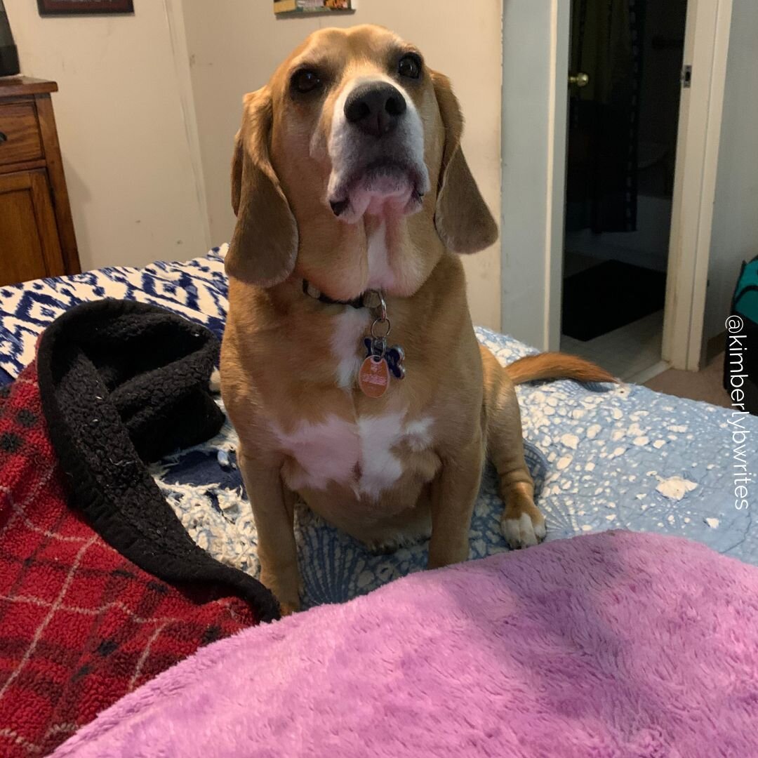 I demand you take her back where she came from.🐶

Finn is upset about his baby sister. Luna pesters him all day long. 

#beagle #beagles #beaglesofinstagram #beagleface #writerlife