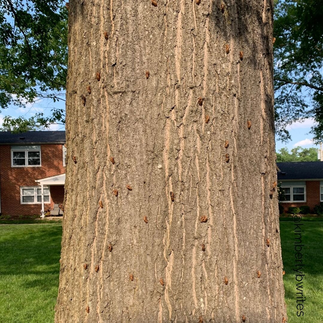 The big tree out front crawling with cicadas. 🐛 

It's a bit creepy really. I mean i hear crunch crunch crunch as I move down the sidewalk. 

#writerslife #cicadas #insects #oddities #bugs