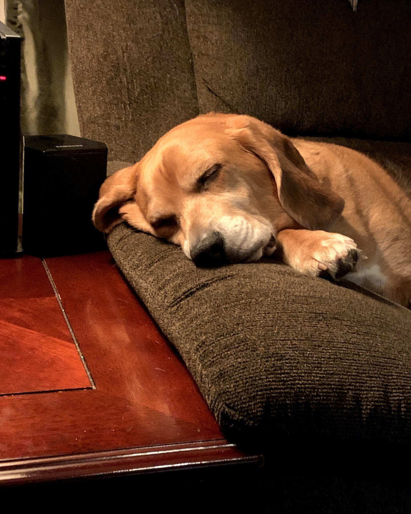 Taking a nap while the puppy is playing elsewhere. Old men need naps.
*
*
*
*
*
#beagle #beagles #beaglesofinstagram #beagleface #writerlife