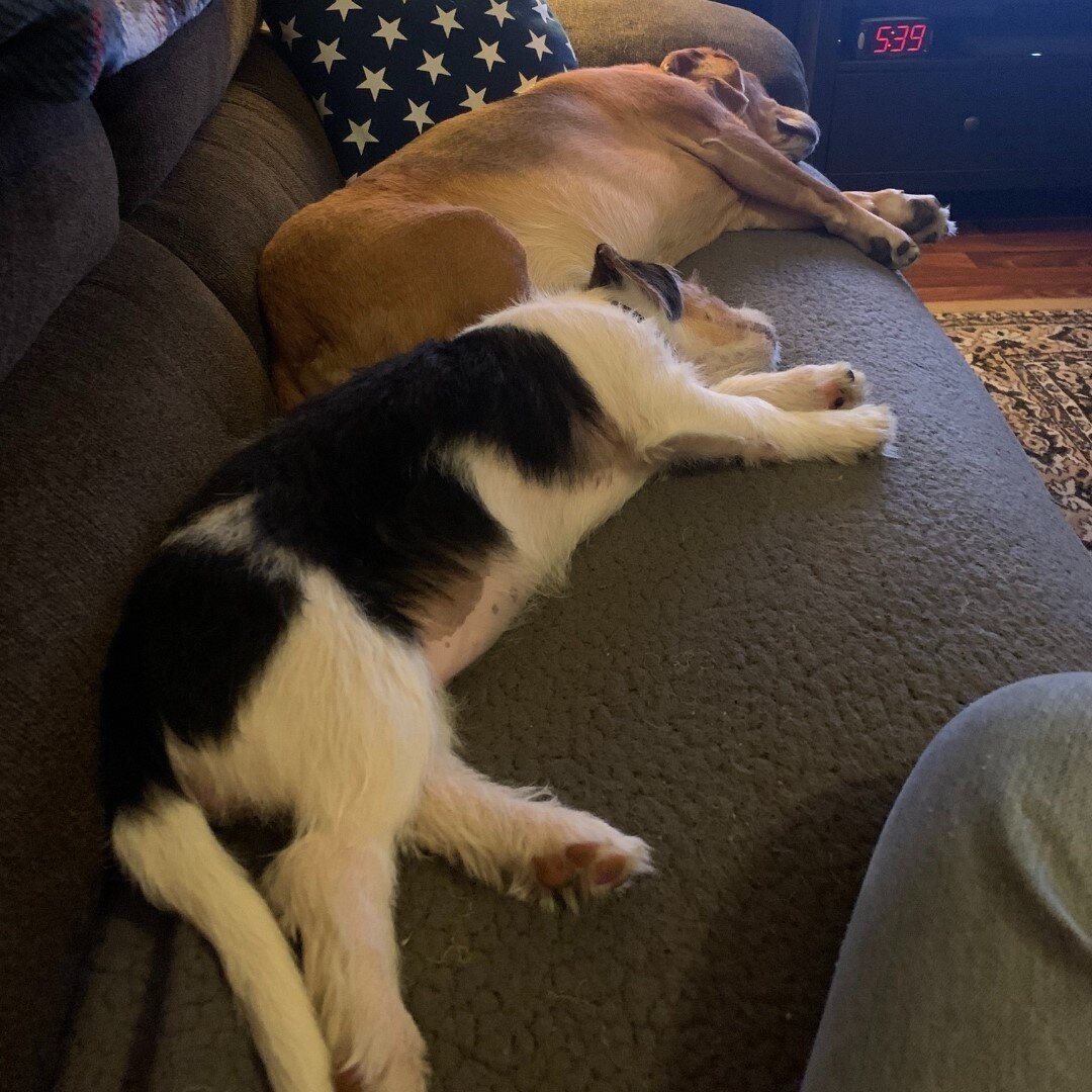 Sleepy time pups. 🐕&zwj;🦺 Synchronized dreamers.

#beagle #beagles #beaglesofinstagram #beagleface #writerlife