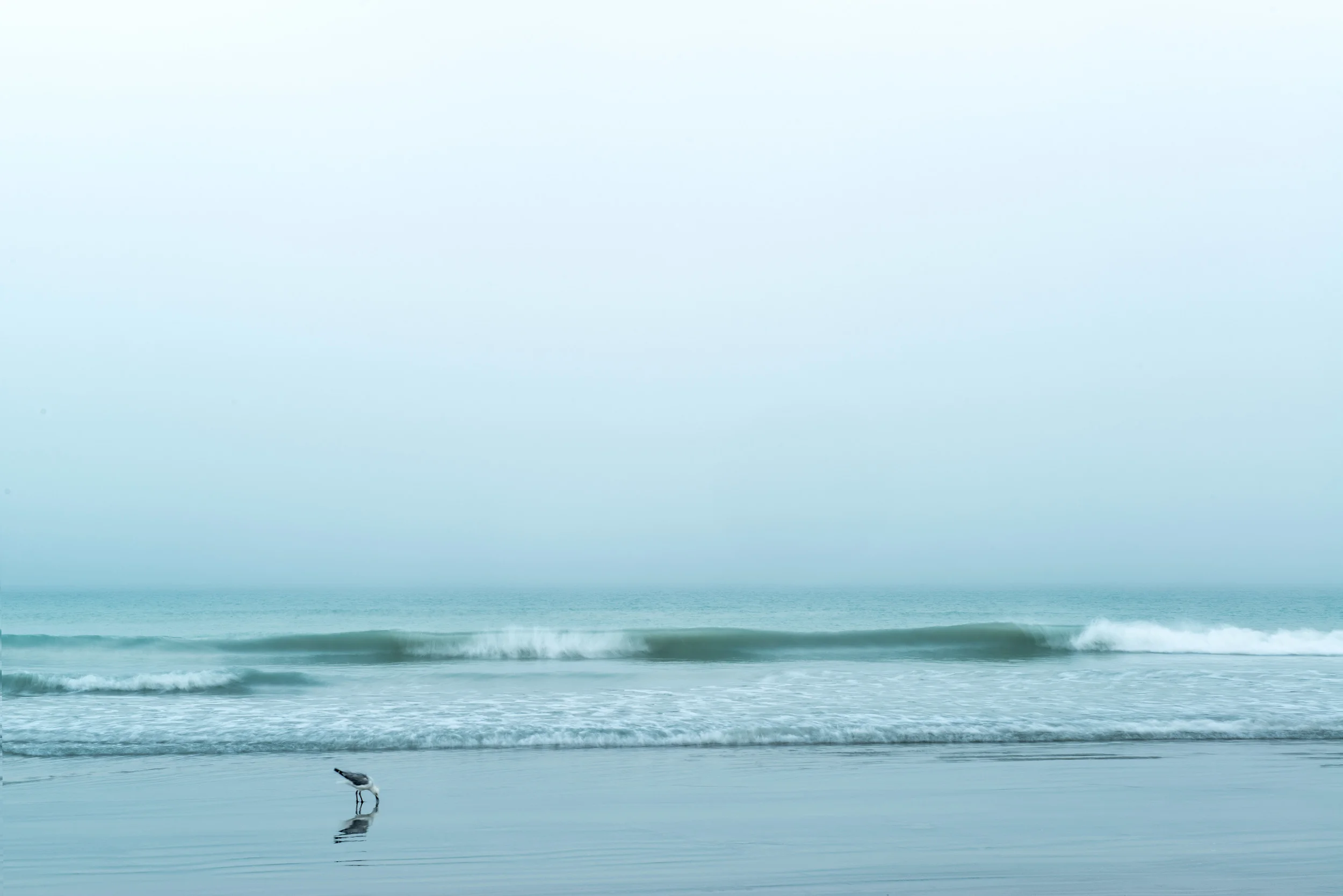  lone seagull, cable beach, broome 