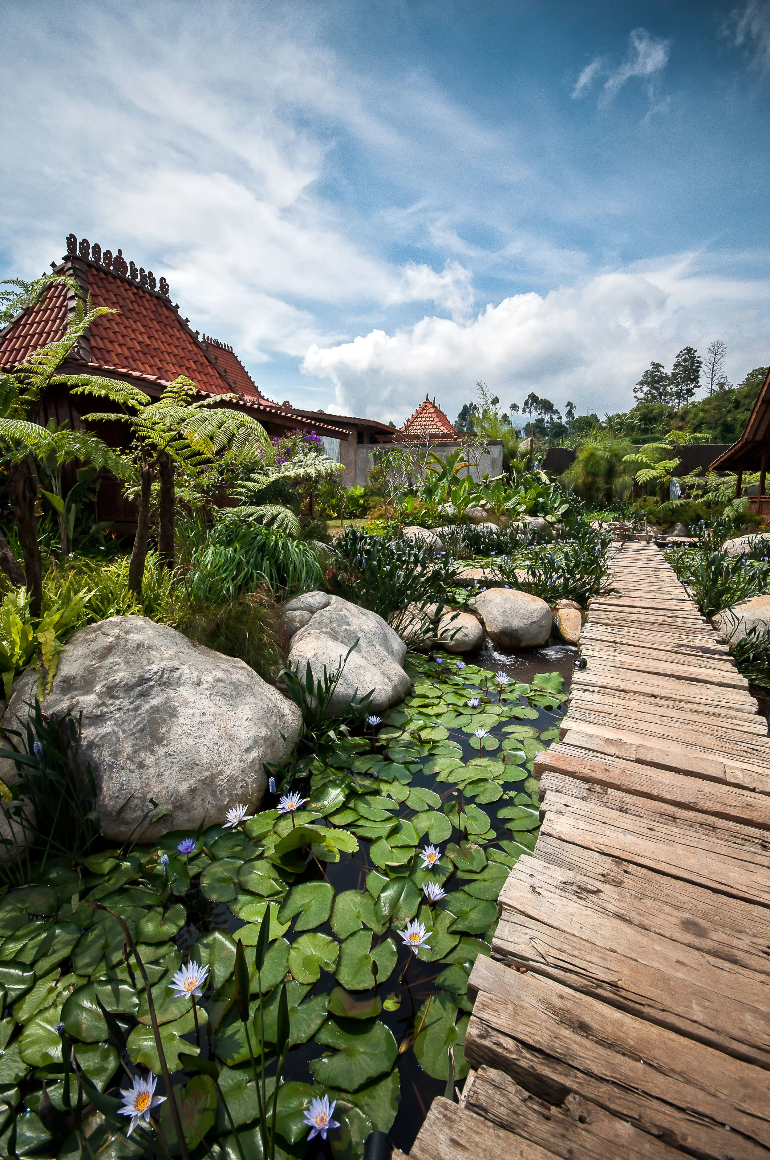bandung lillies