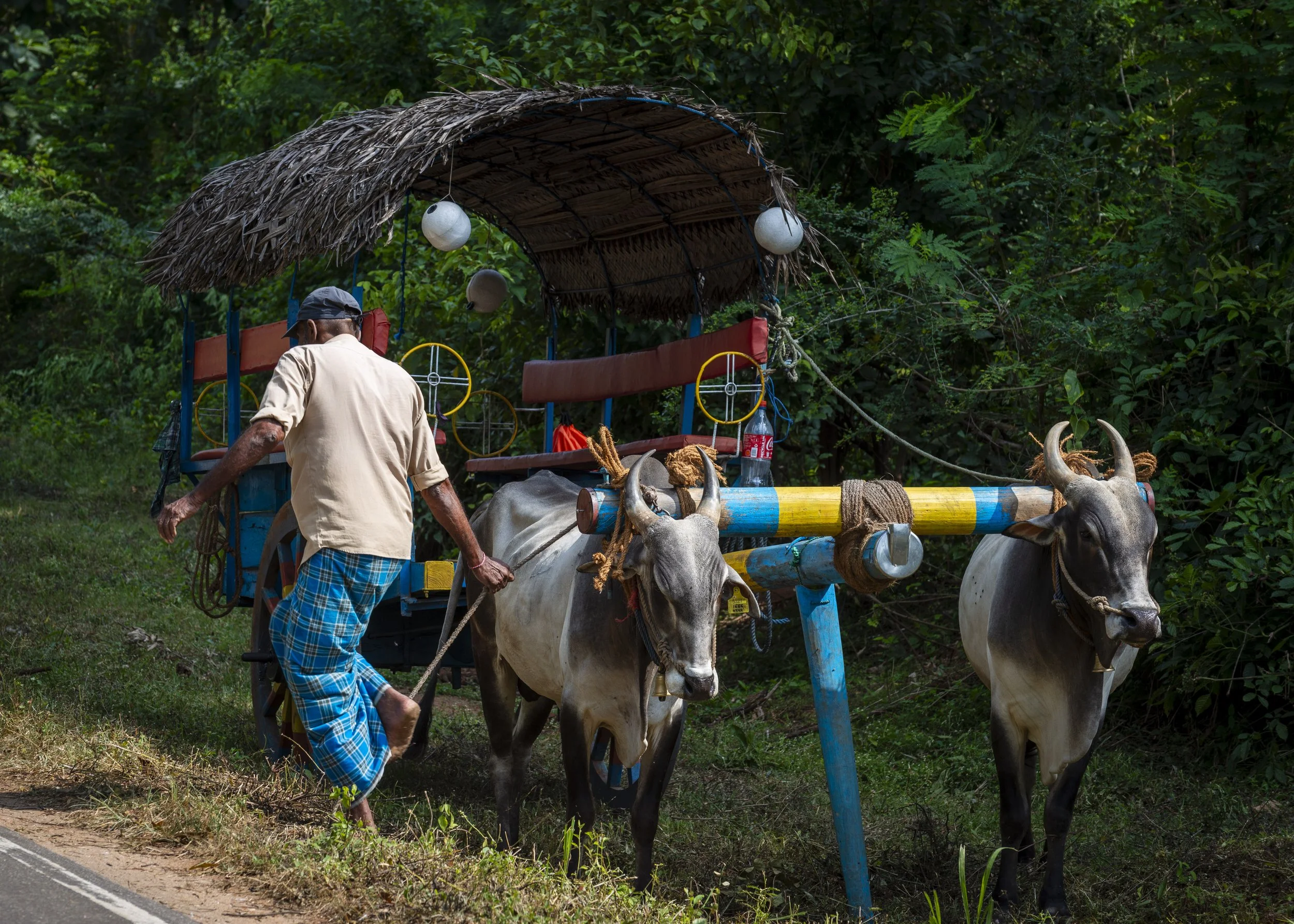 bullocks