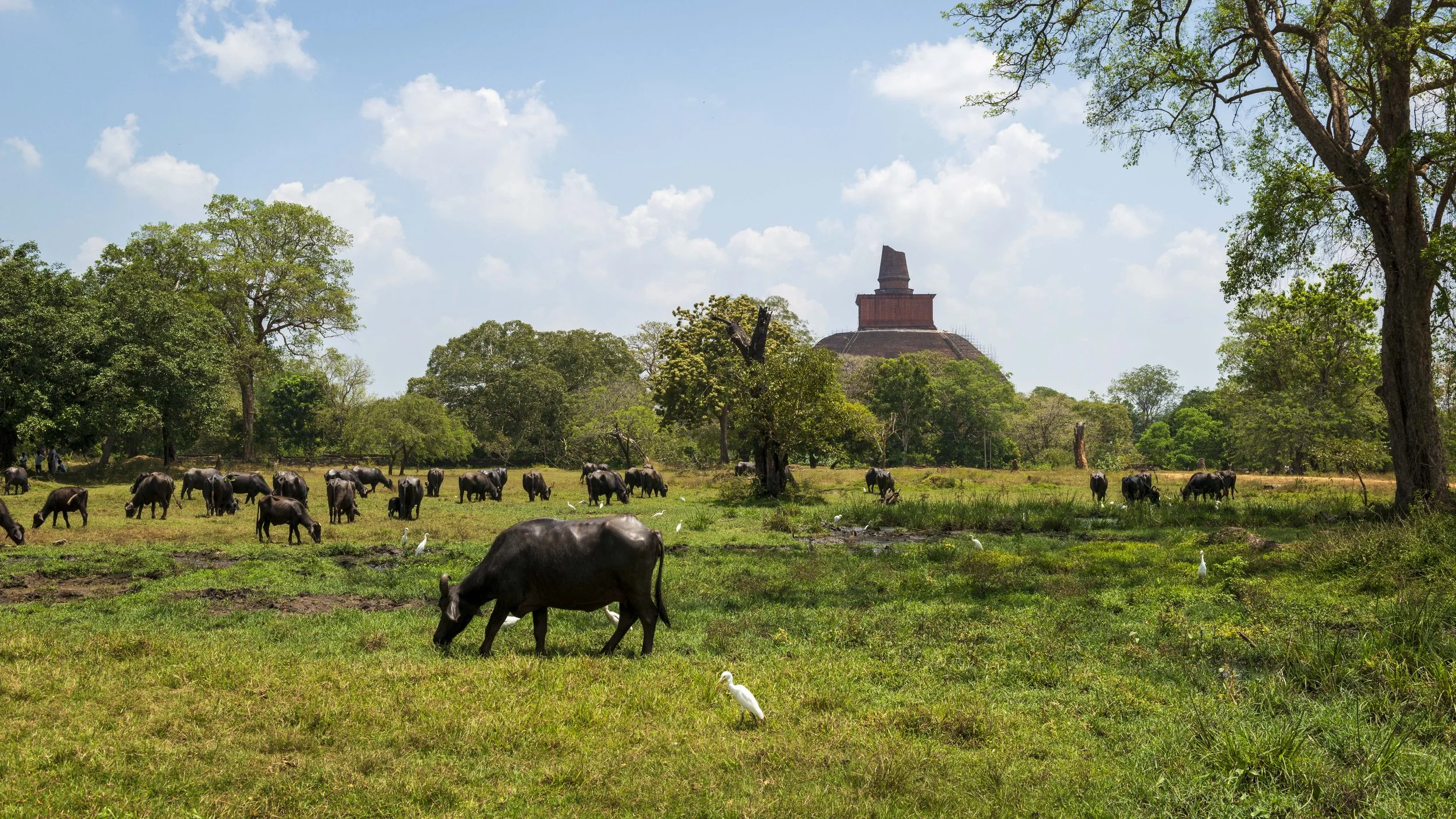 fields of buffalo