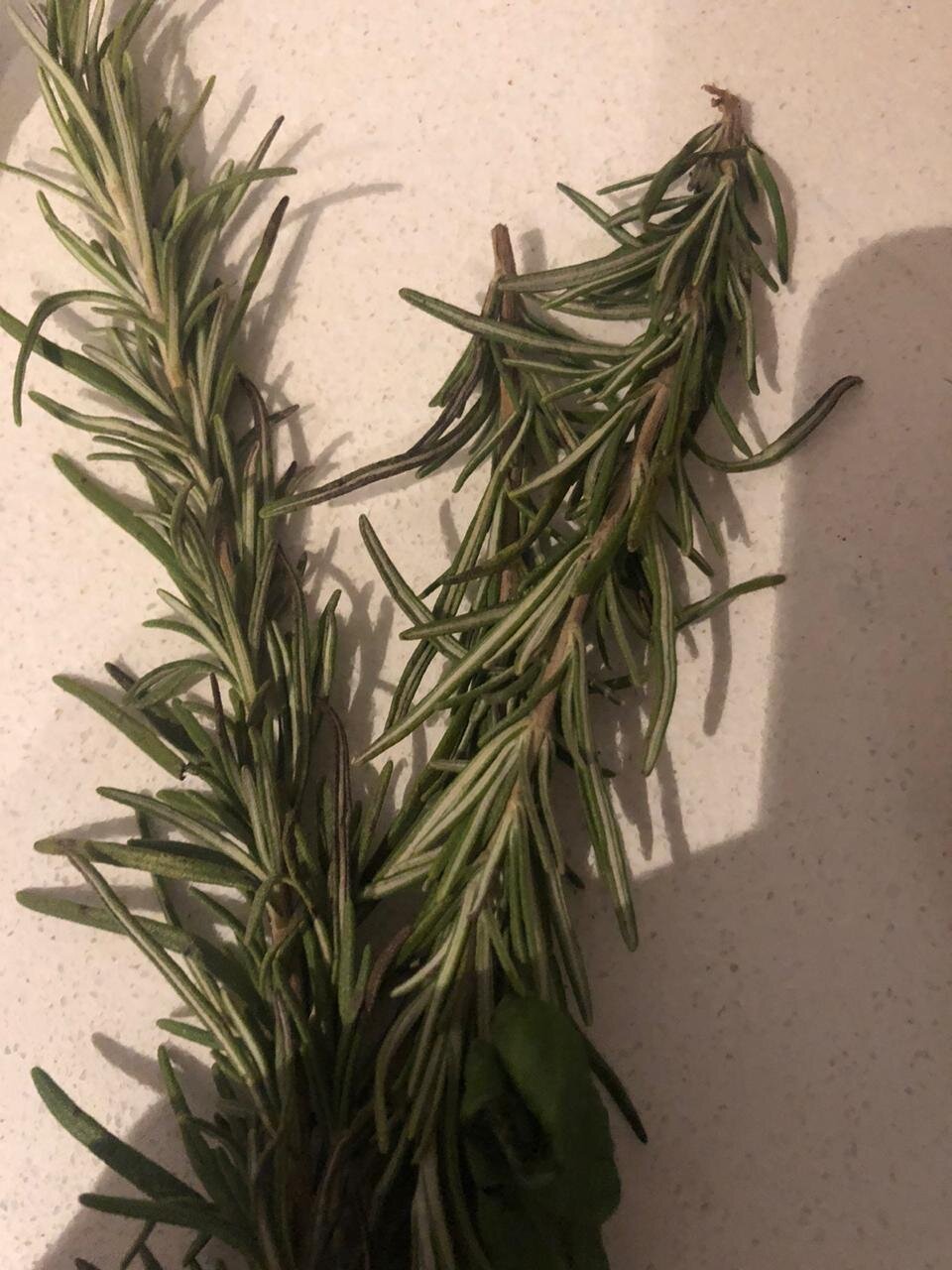 Rosemary FRESH.jpeg