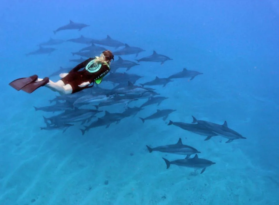 dolphins-and-you-80865-72f4f7512a77e9434c3c266a897209c5.jpg