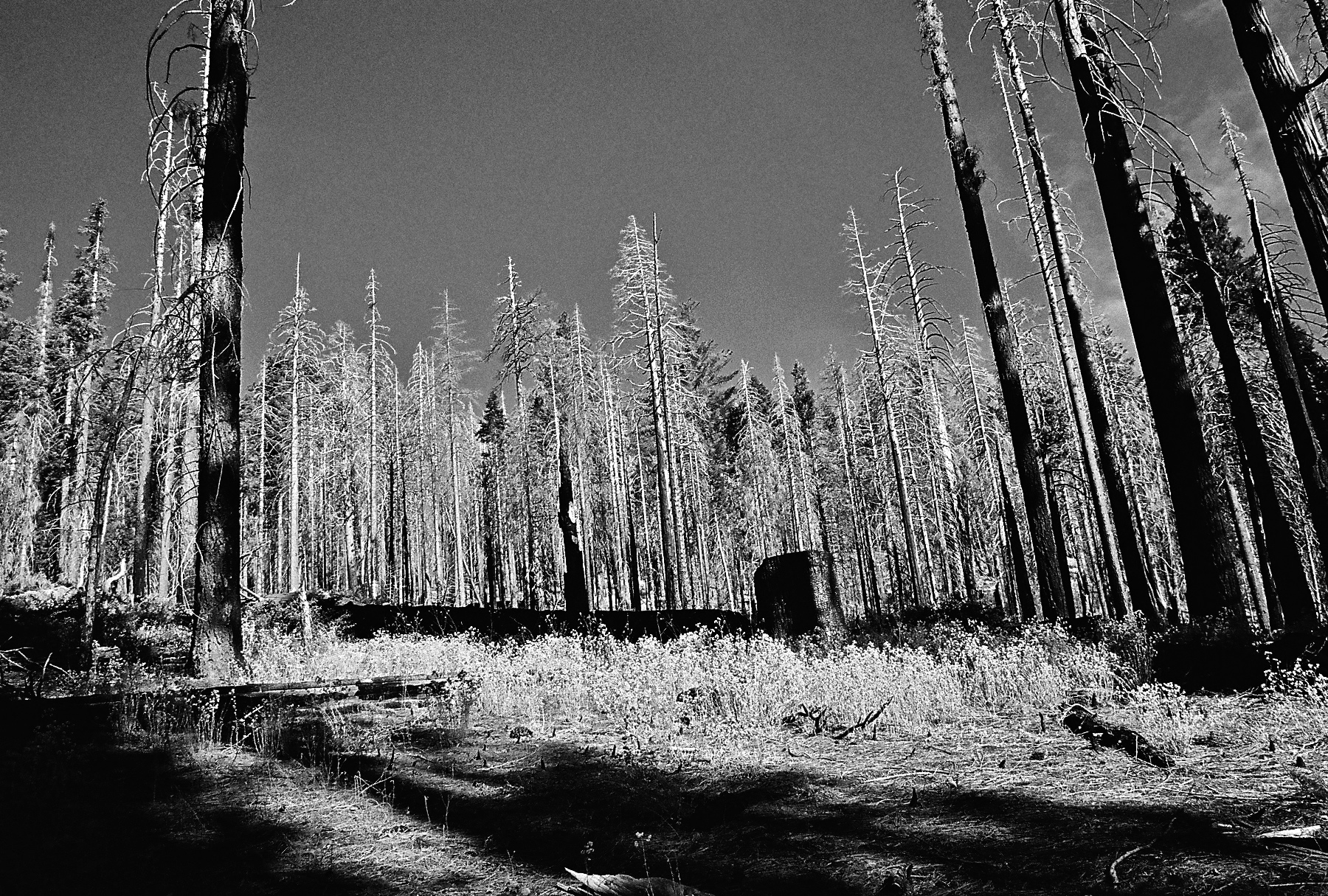 Yosemite National Park, California