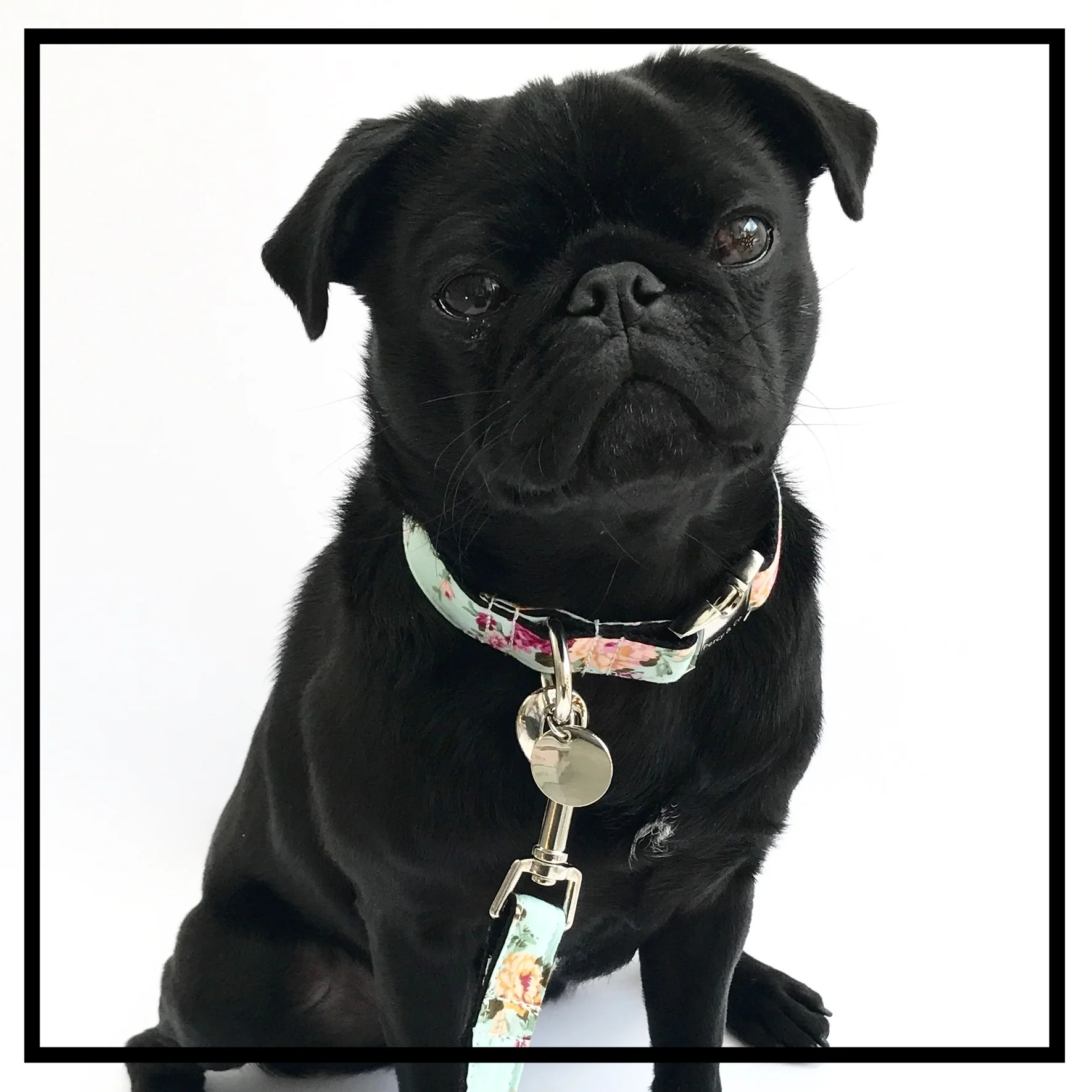Percy and Co Percy Modelling The Barnes Dog Collar and Dog Lead Set