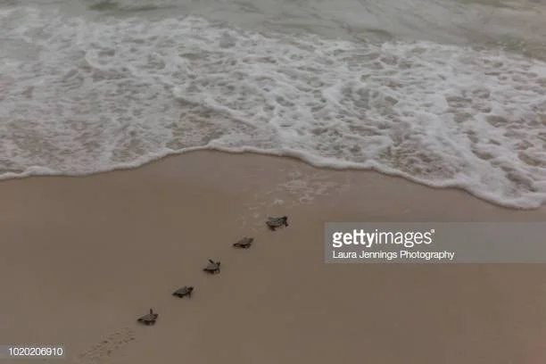 Photo by Laura Jennings Photography/iStock / Getty Images
