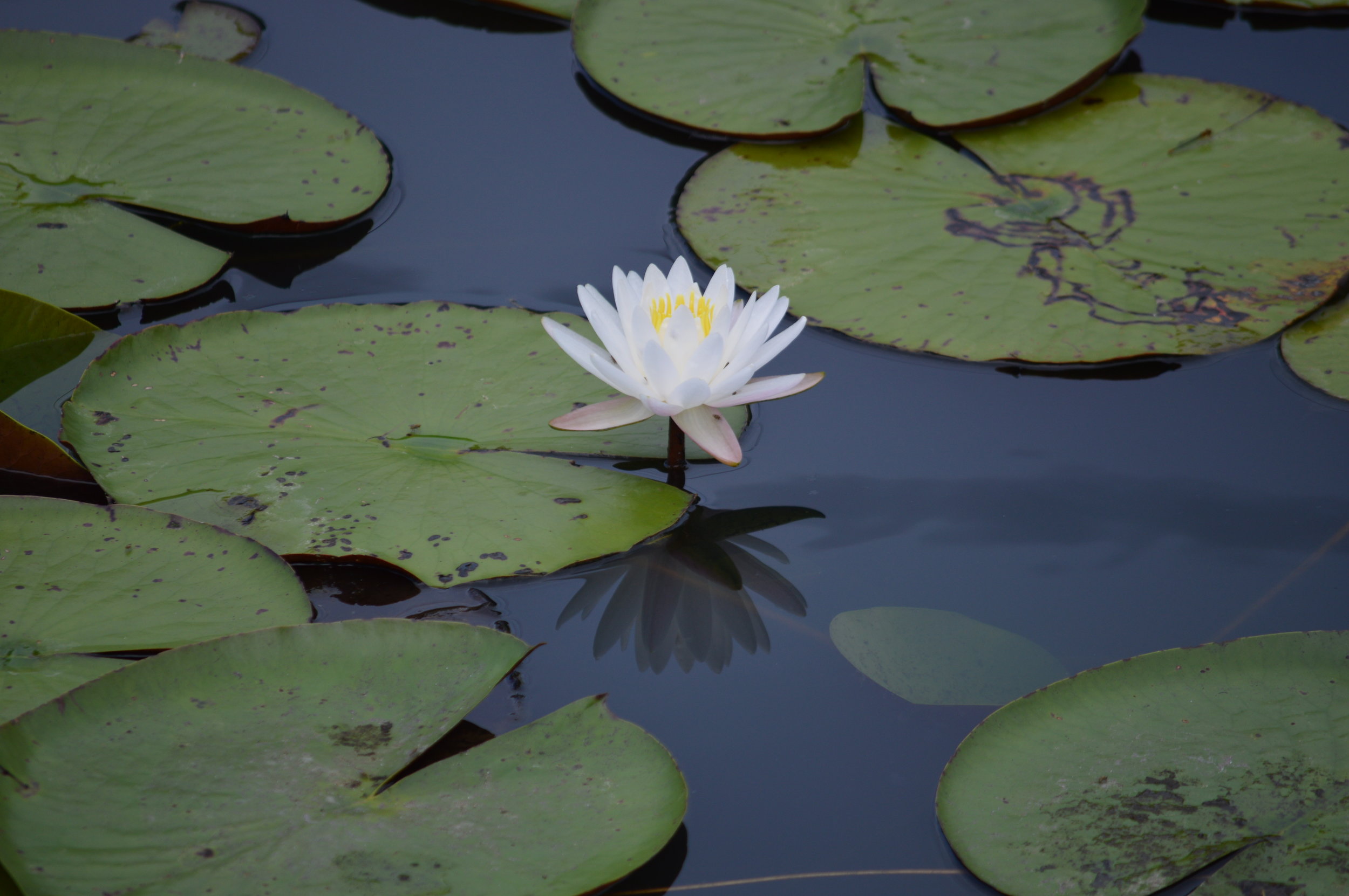 DSC_0319.jpg