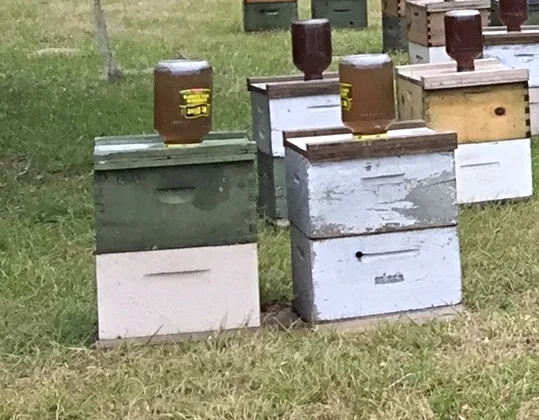 Hives with top feeders