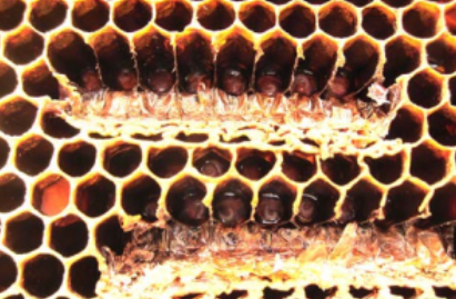 two notches cut in the brood comb. They will make queens here.