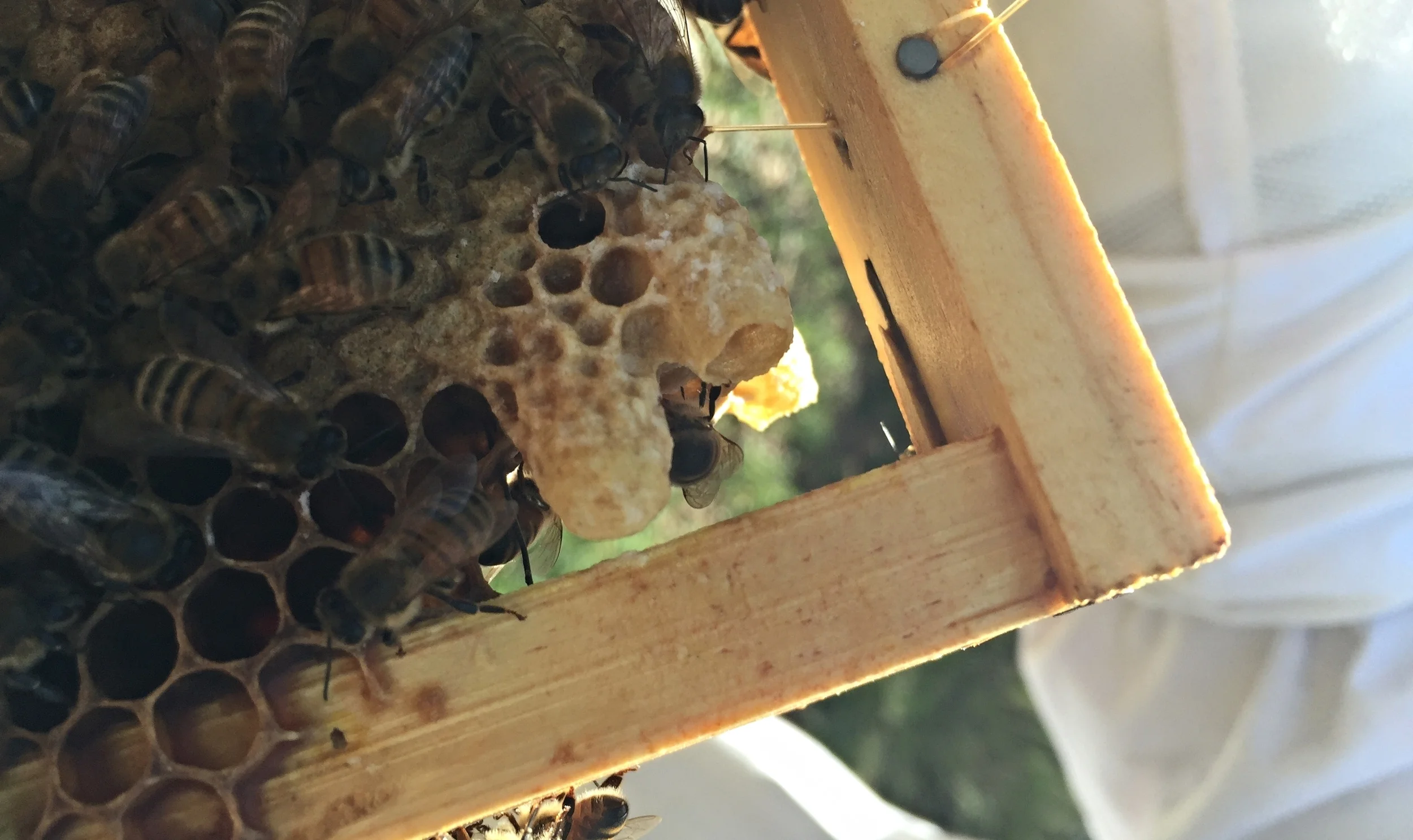 4 new queen cells