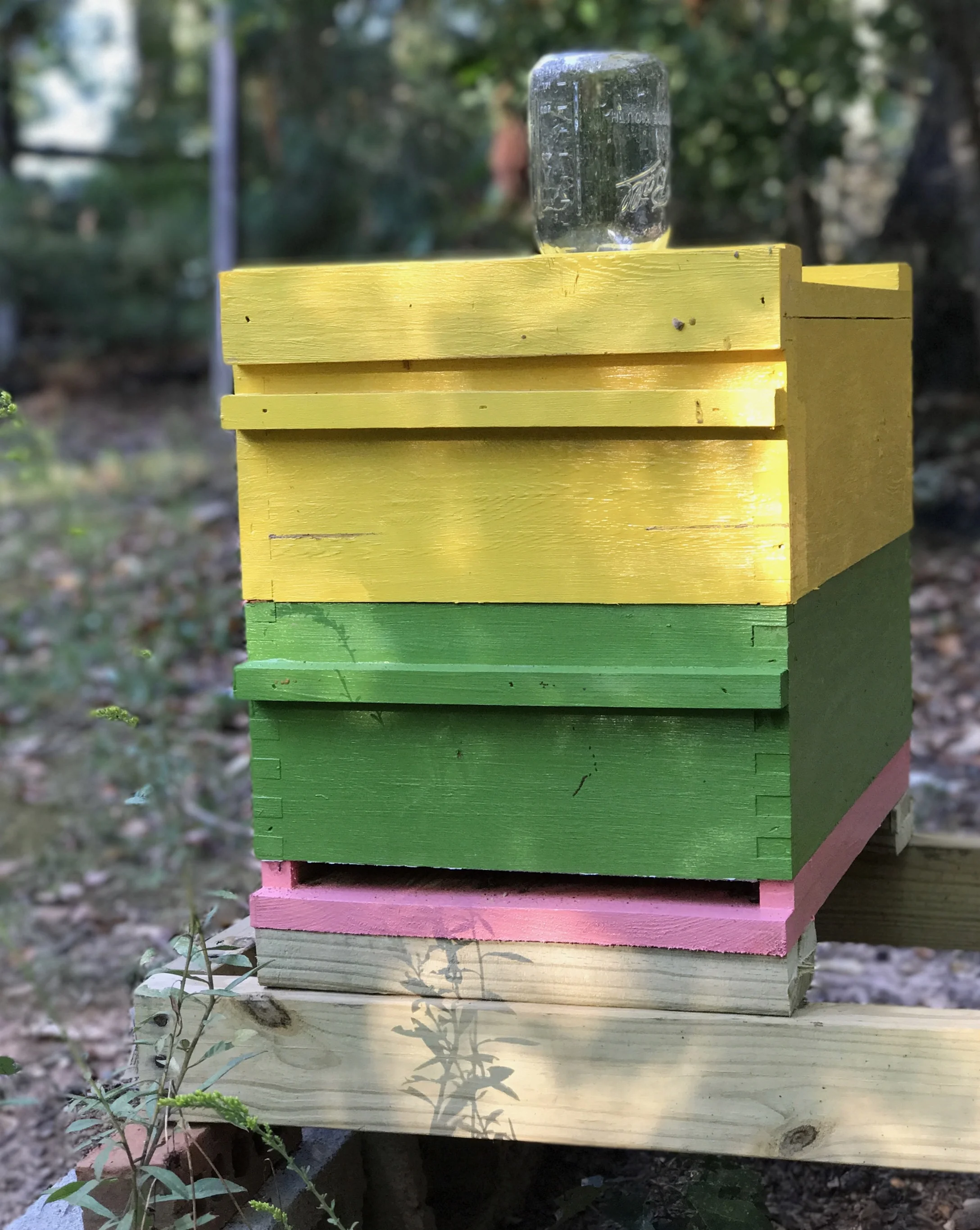 New colony with the extra hive body and bee vac removed