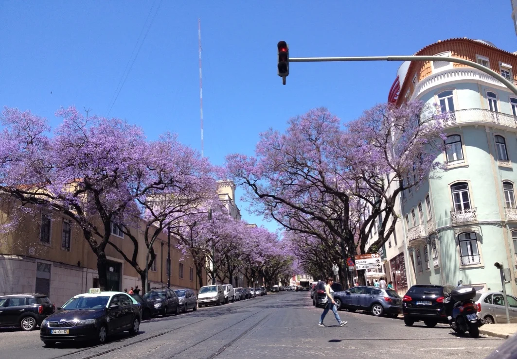 Jacarandas in full bloom - the arrival of Spring in Lisbon!