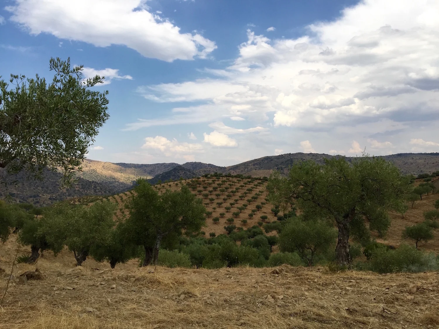Rolling hills, cork and olive trees in the North of Portugal