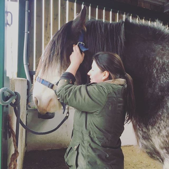 Had a lovely afternoon treating the Clydesdale team at @handsonheavyhorses16 on Friday. Despite their size these boys were absolute angels to treat, and definitely enjoyed their session! 😇 #gentlegiants #heavyhorses #equinephysio #maintenanceiskey