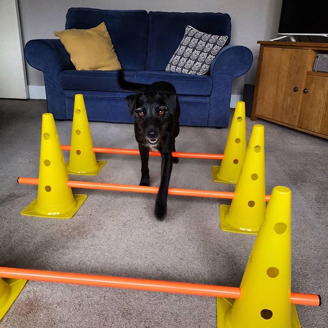 Darcey demonstrating the cavaletti poles! #demodog #dogsofinstagram #caninephysio #homeexercises