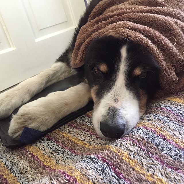 Eddie enjoying his pulse mag therapy (PEMF) #caninearthritis #snoozing #dogsofinstagram #pemf