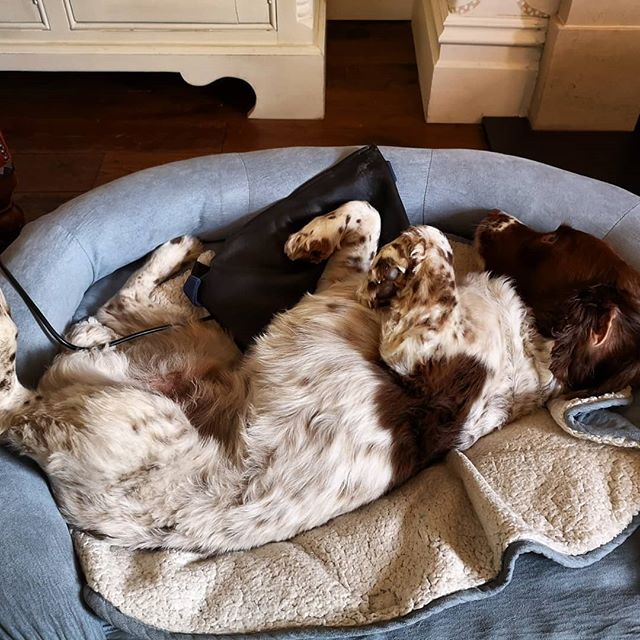 The beautiful Buddy enjoying his physio session today #relaxing #caninephysio #dogsofinstagram #cutie