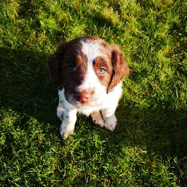 Puppy spam!! โฅ๏ธ๐โฅ๏ธ #springerspaniel #puppyspam #bestjob #lakedistrict #animalphysio